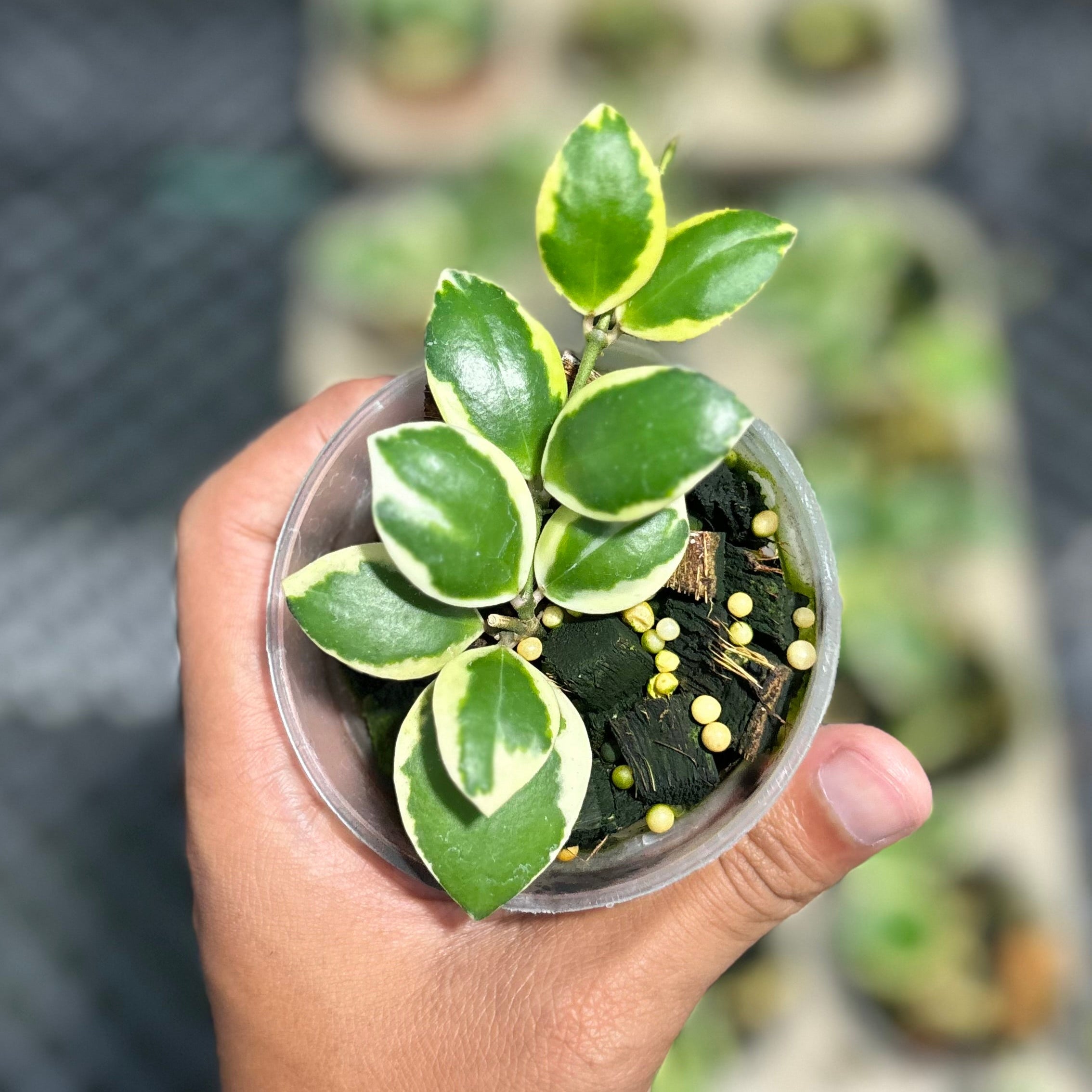 Hoya incurvula ‘palta’