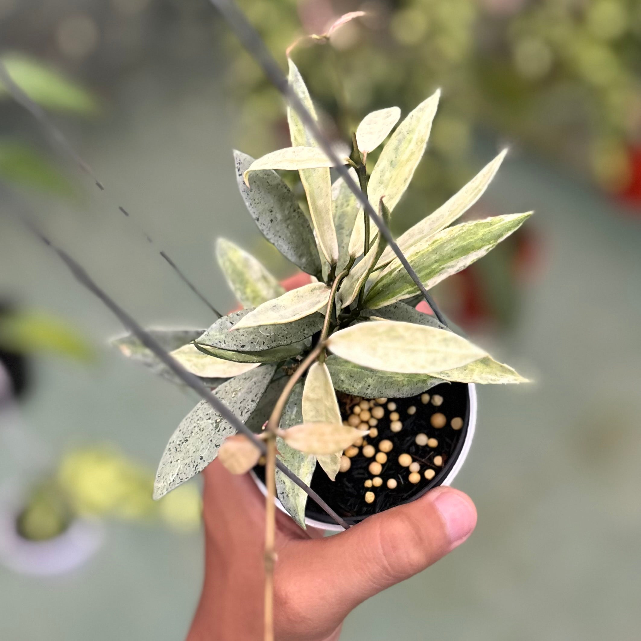 Hoya lacunosa winter pandora
