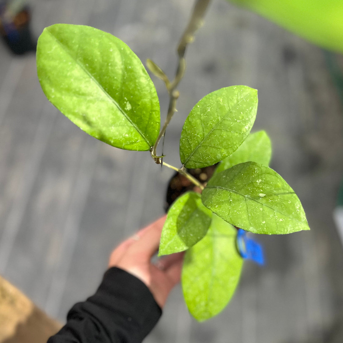 Hoya sp aceh 'rhino skin'