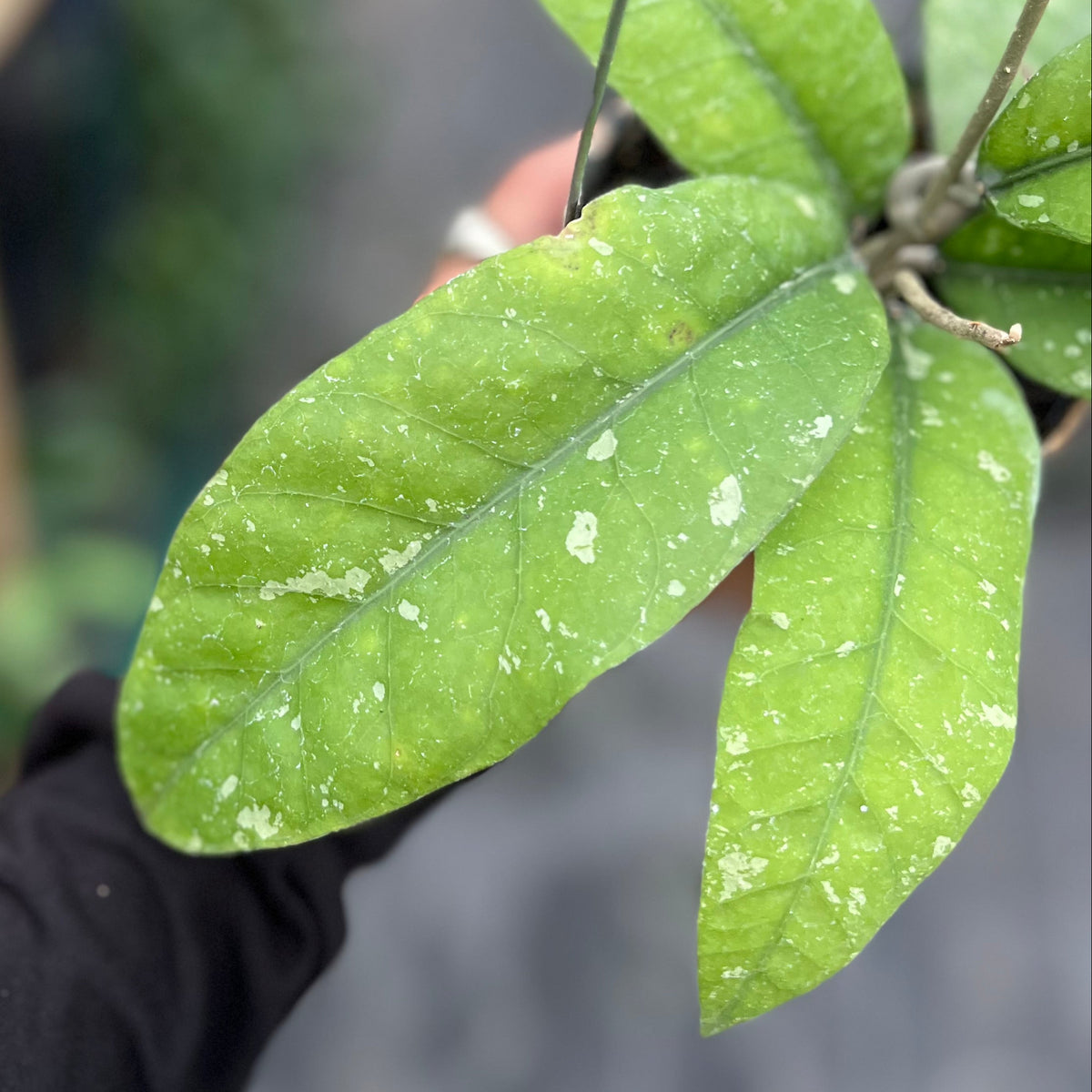 Hoya sp aceh singkil