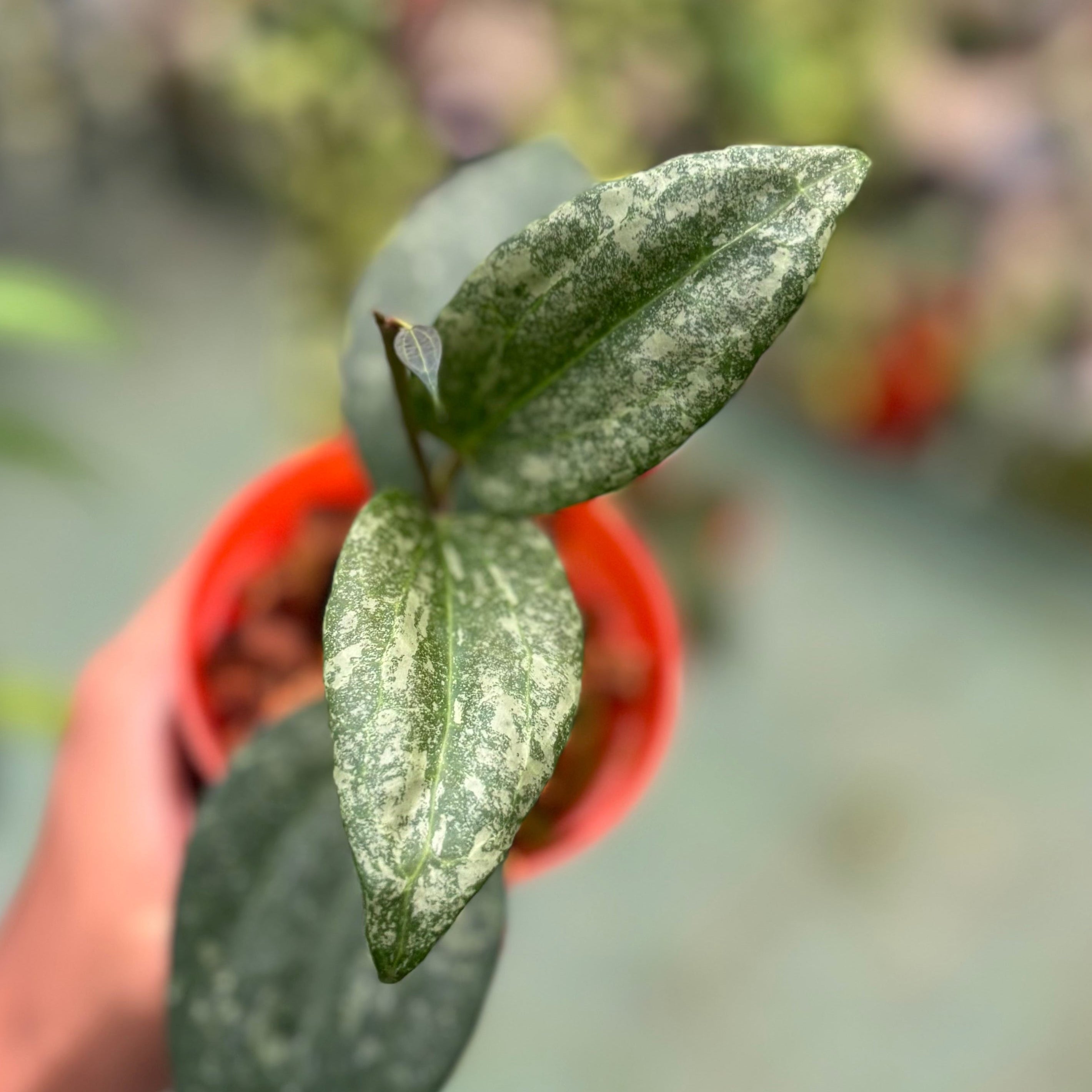 Hoya latifolia rimba perak