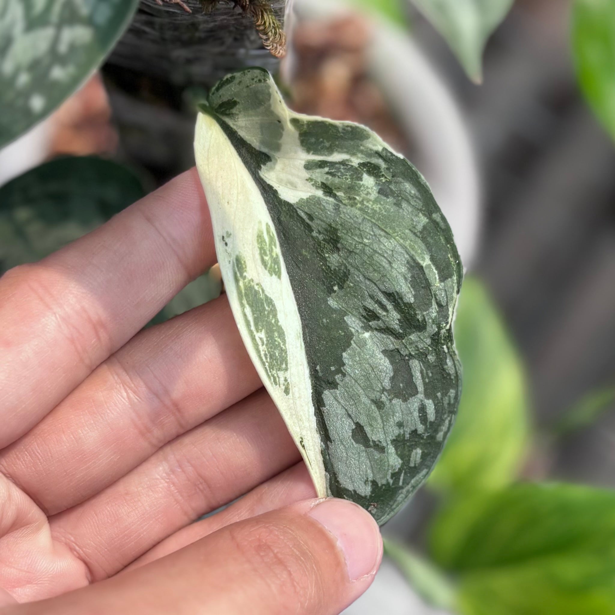 Scindapsus exotica albo variegated