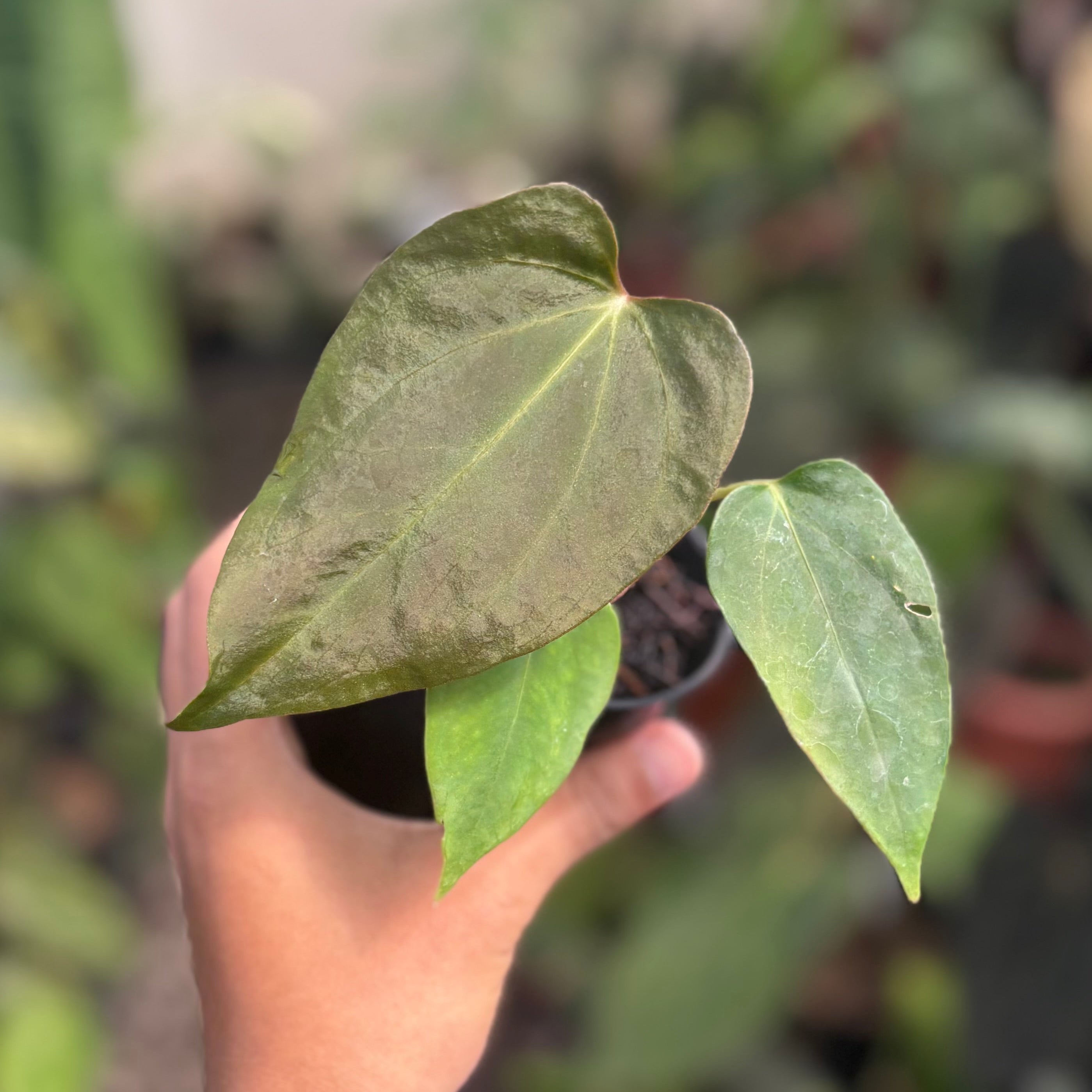 Anthurium Sp Nov DF