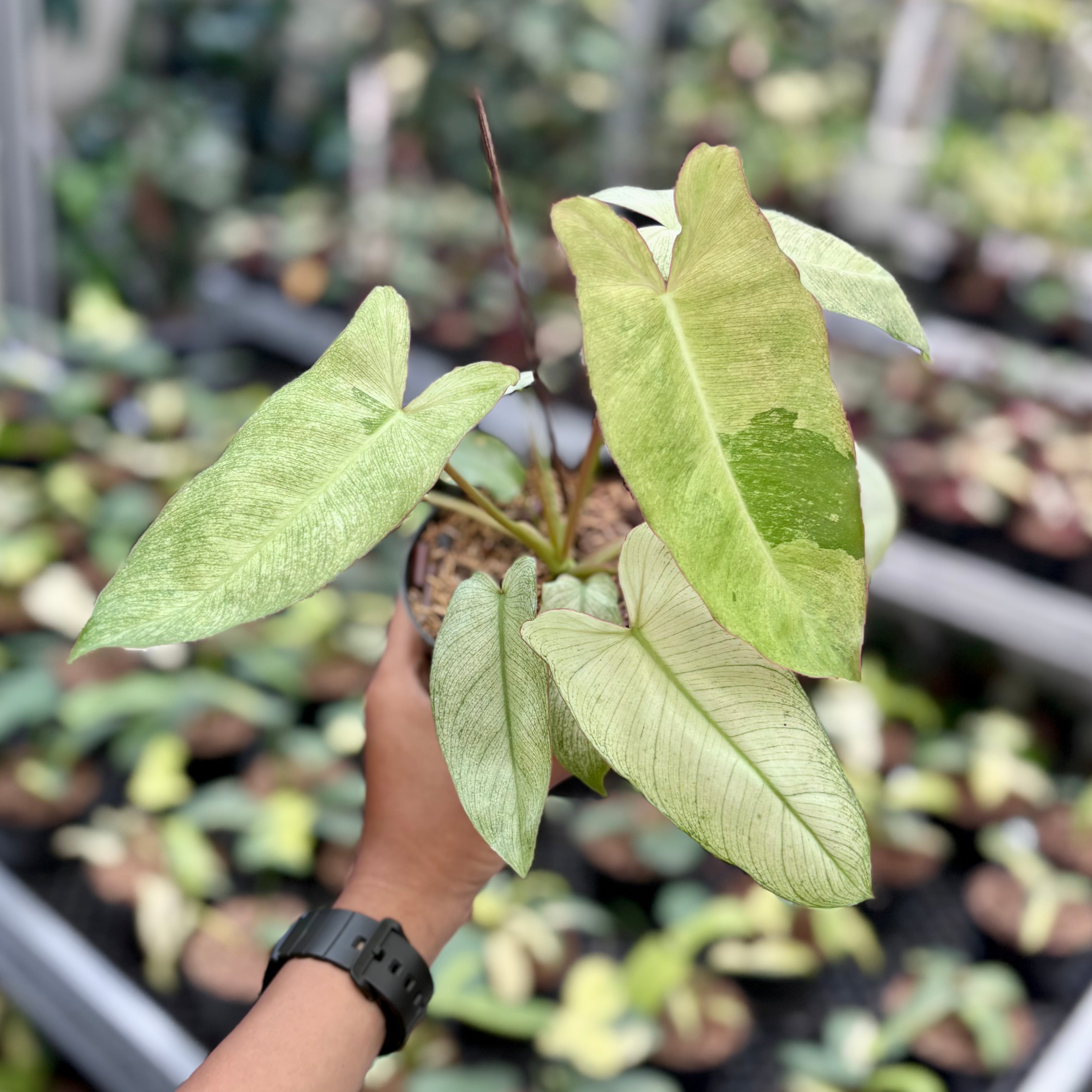 Philodendron paraiso verde mint variegated