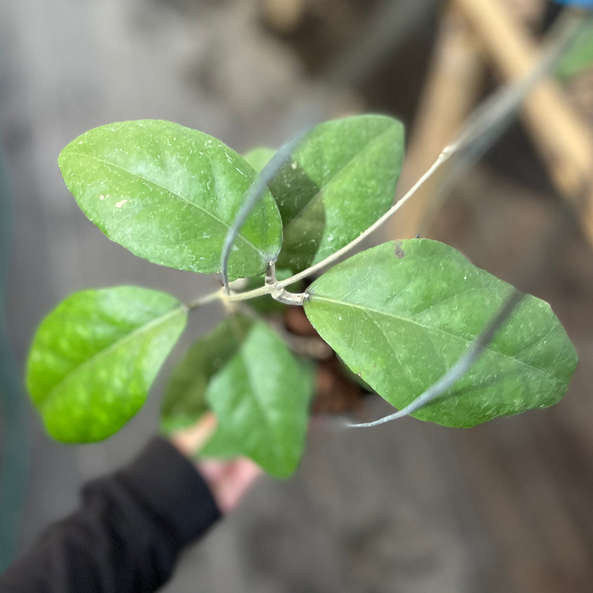 Hoya sp aceh black octopus