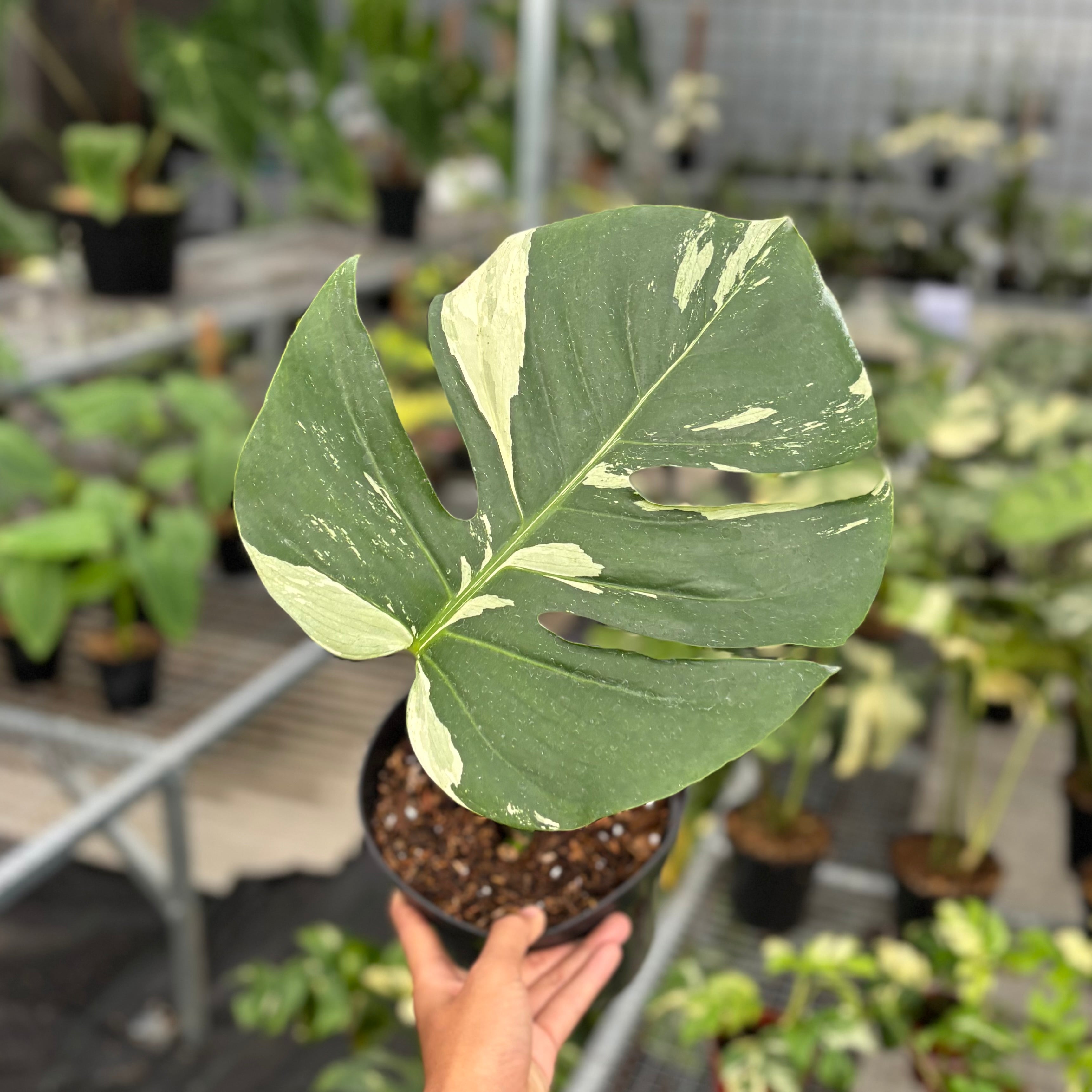 Monstera mint jungle - cuttings 1 leaf