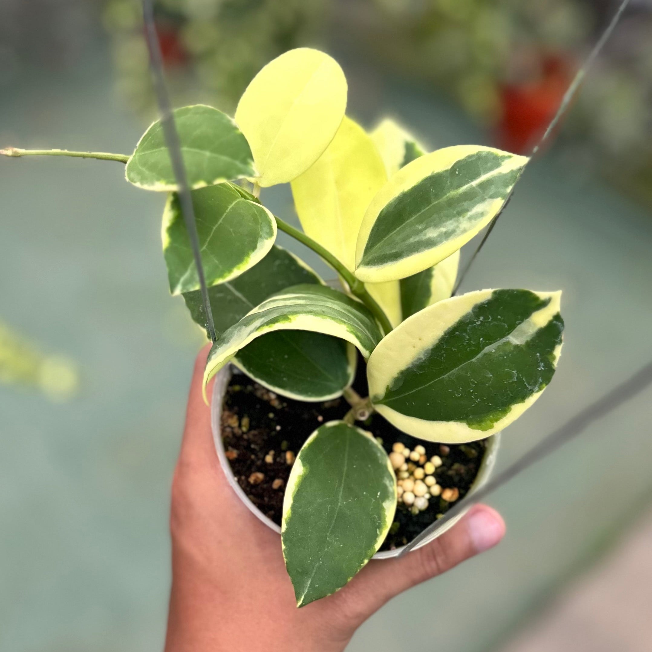 Hoya sp para albomarginata