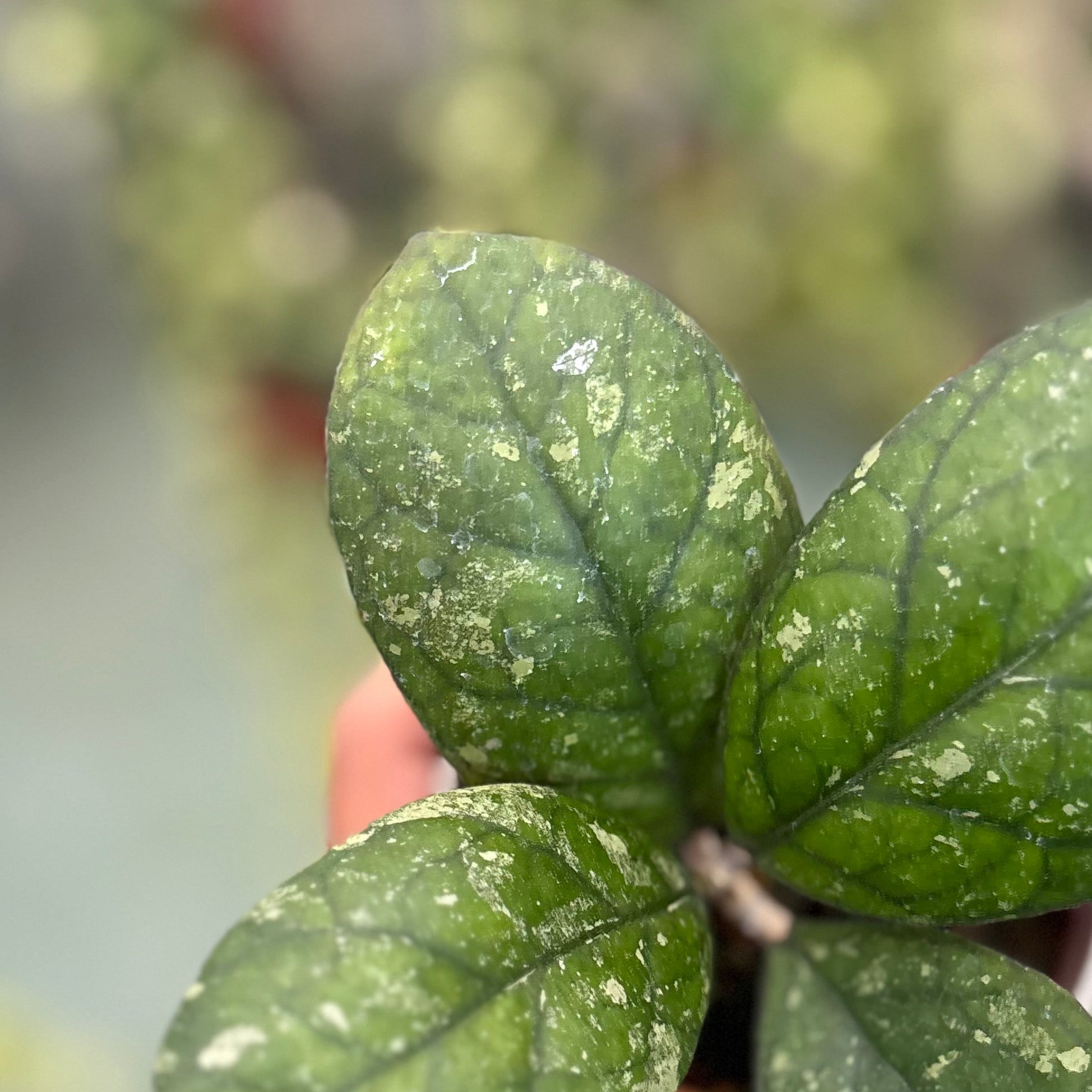 Hoya larisa