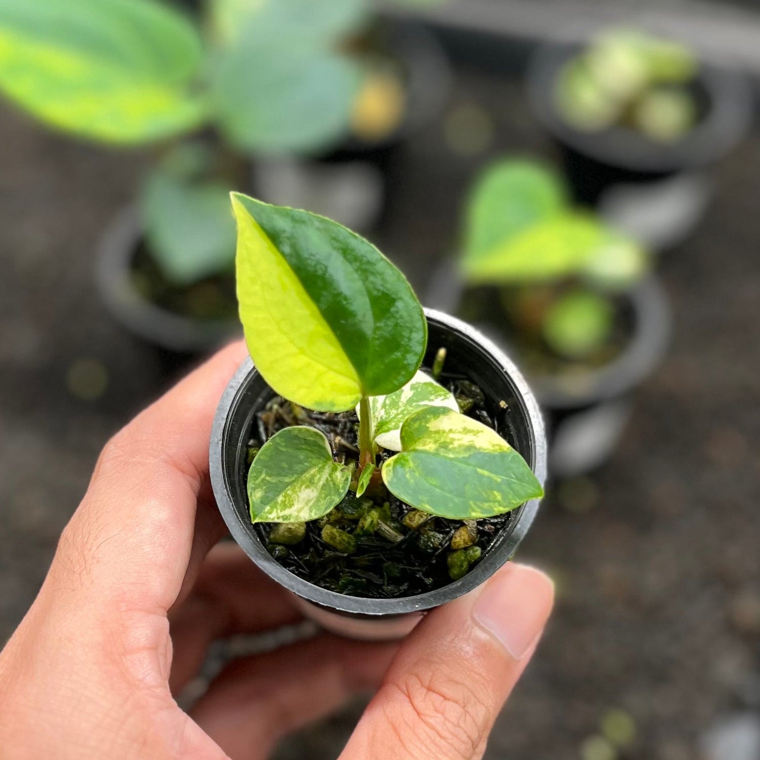 Anthurium papillaminum var x aos tezula