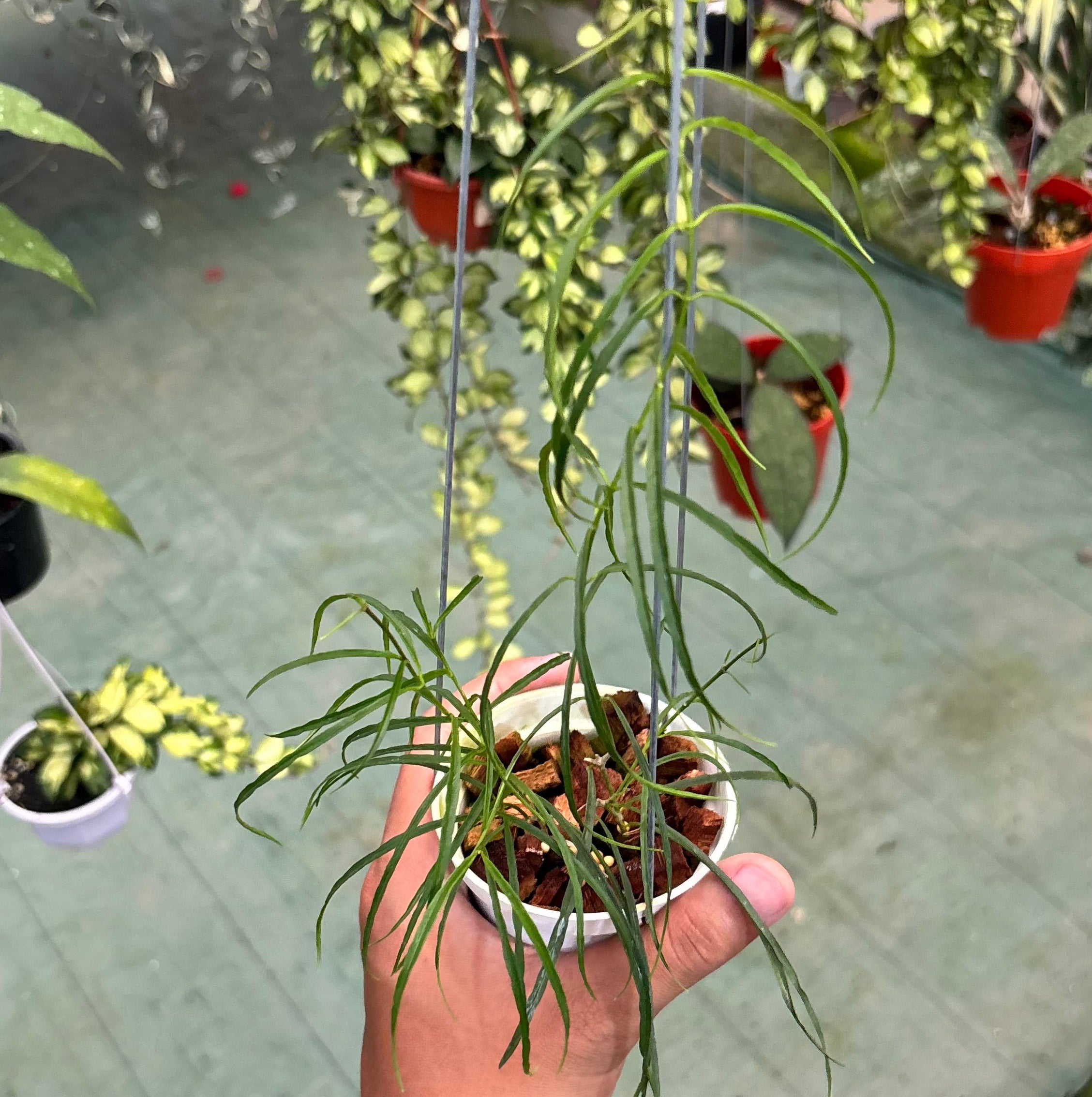 Hoya stenophylla