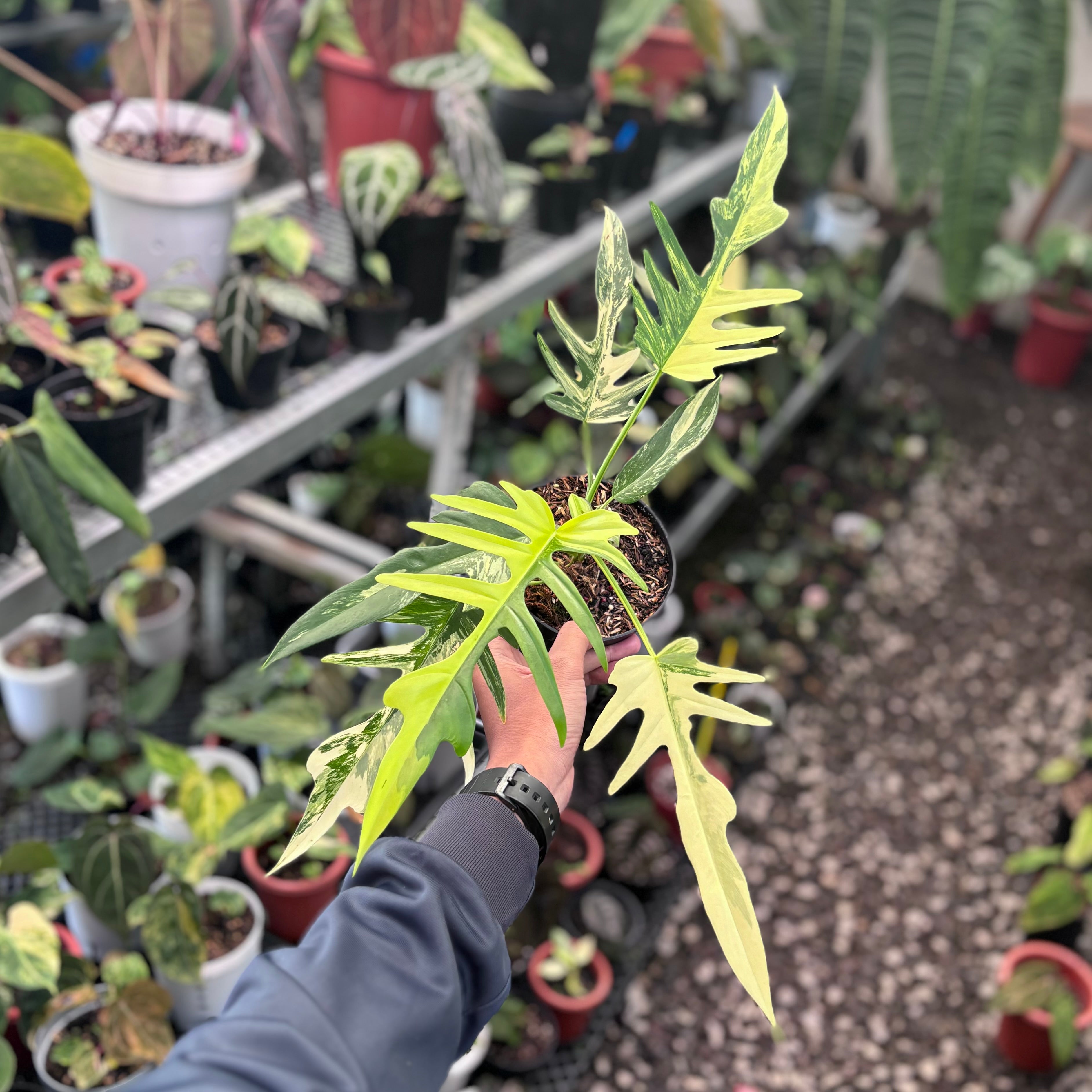 Philodendron florida beauty x tortum - Mature size