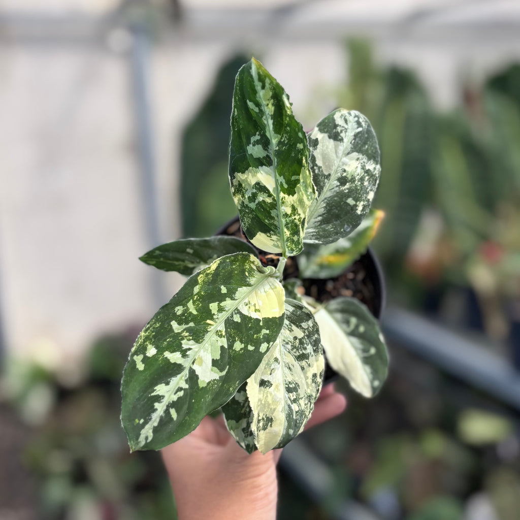 【 あられ】 Aglaonema pictum il_fullxfull.