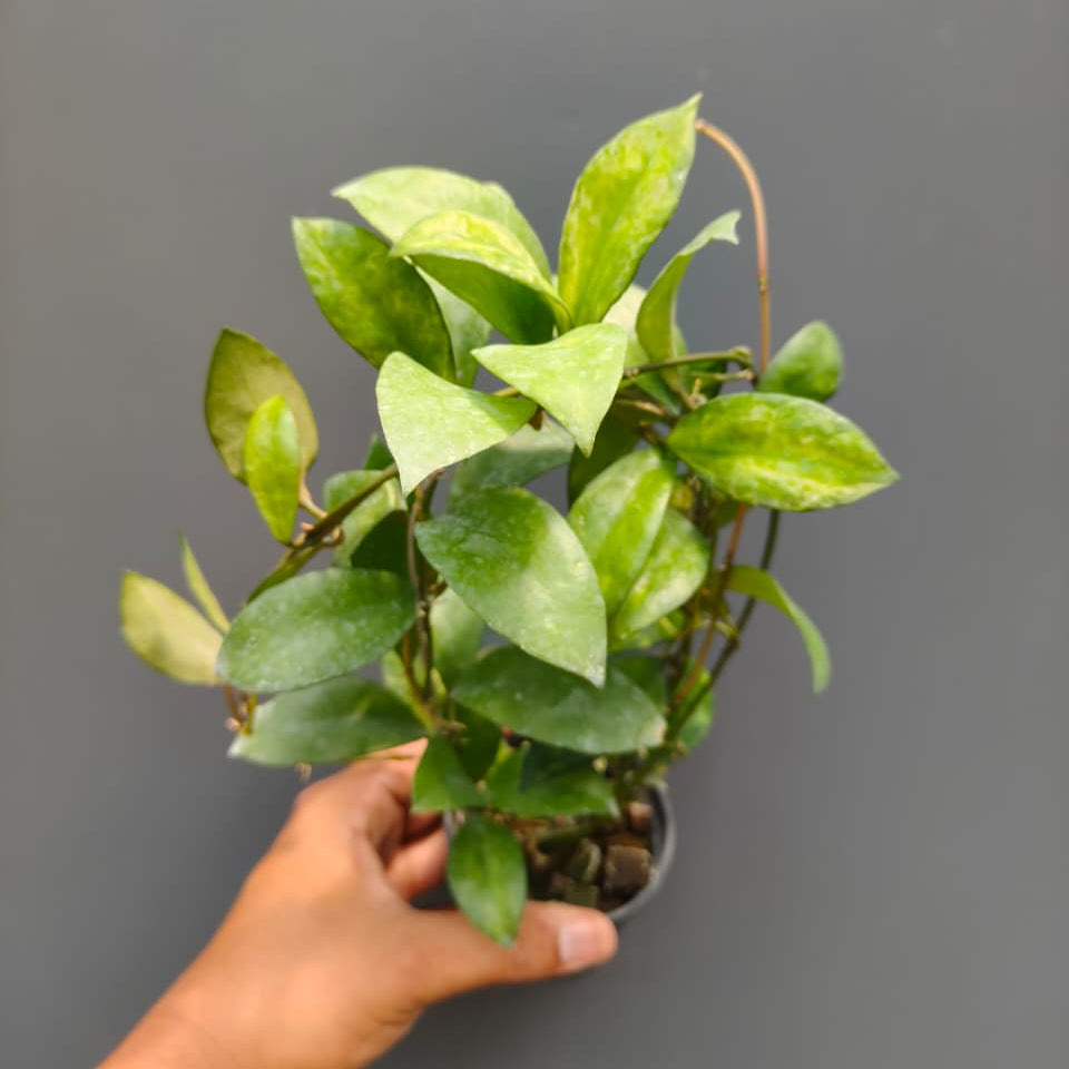Hoya lacunosa arunika