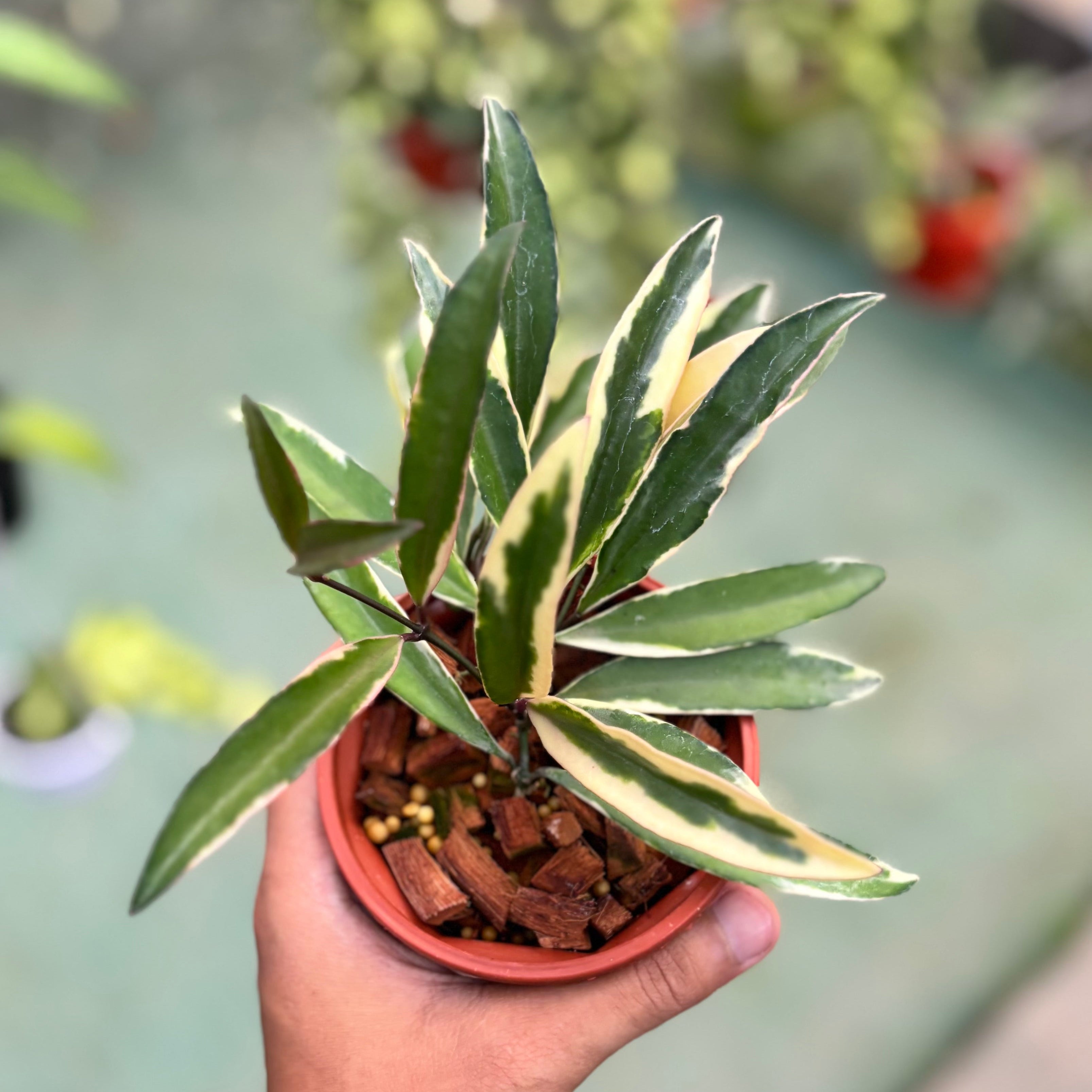 Hoya wayetii albomarginata