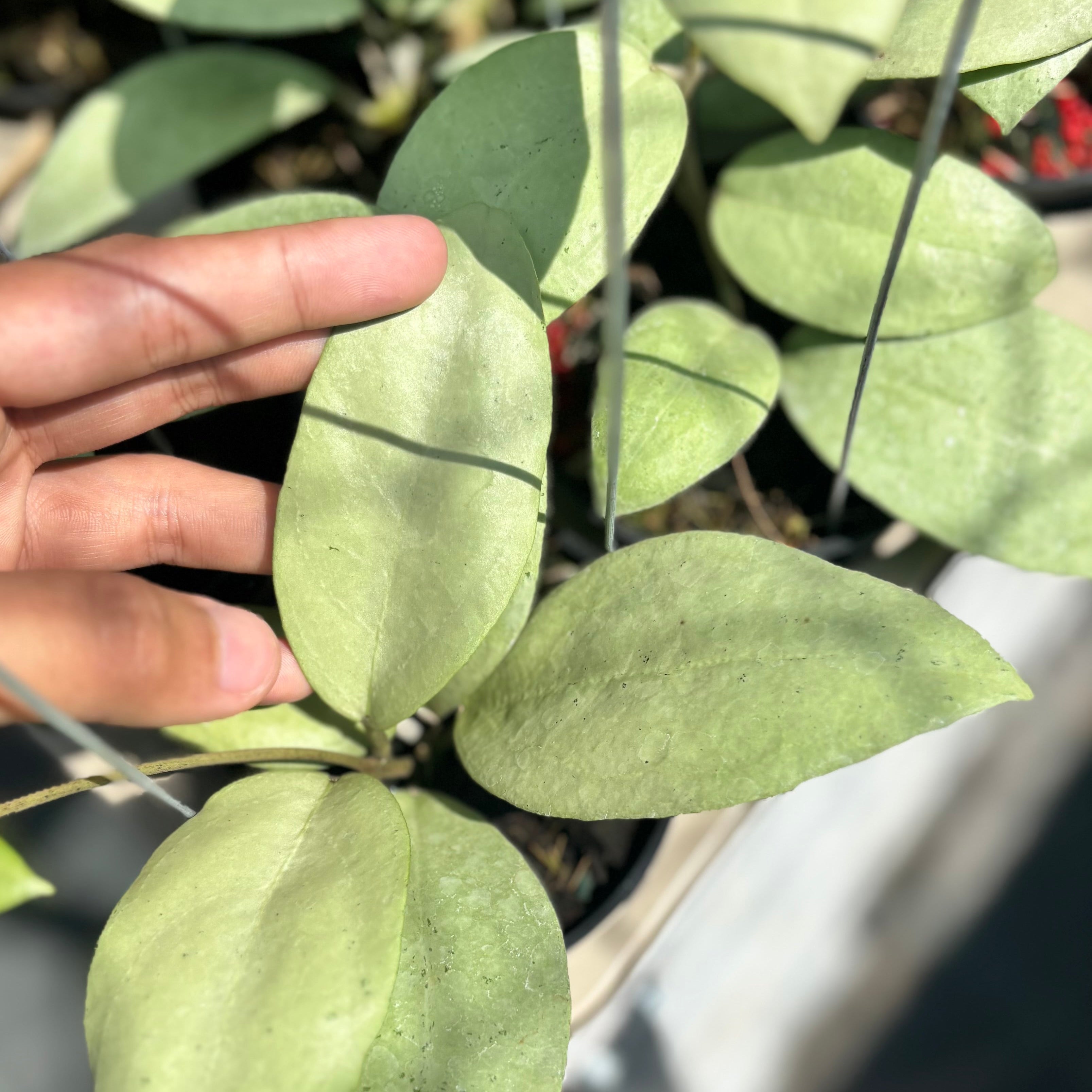 Hoya sp menak sopal