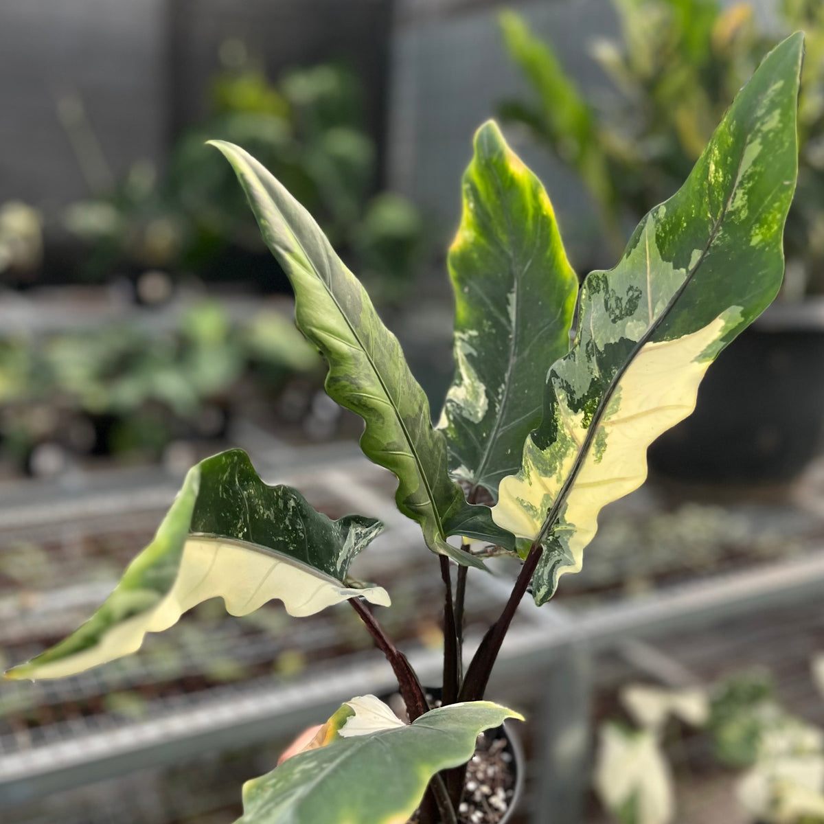 Alocasia lauterbachiana albo variegata