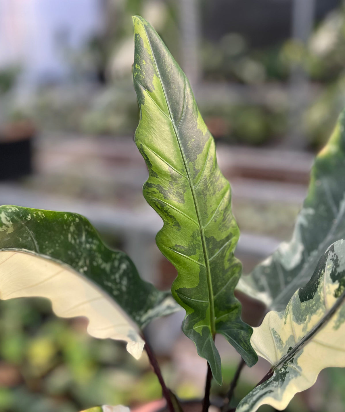 Alocasia lauterbachiana albo variegata