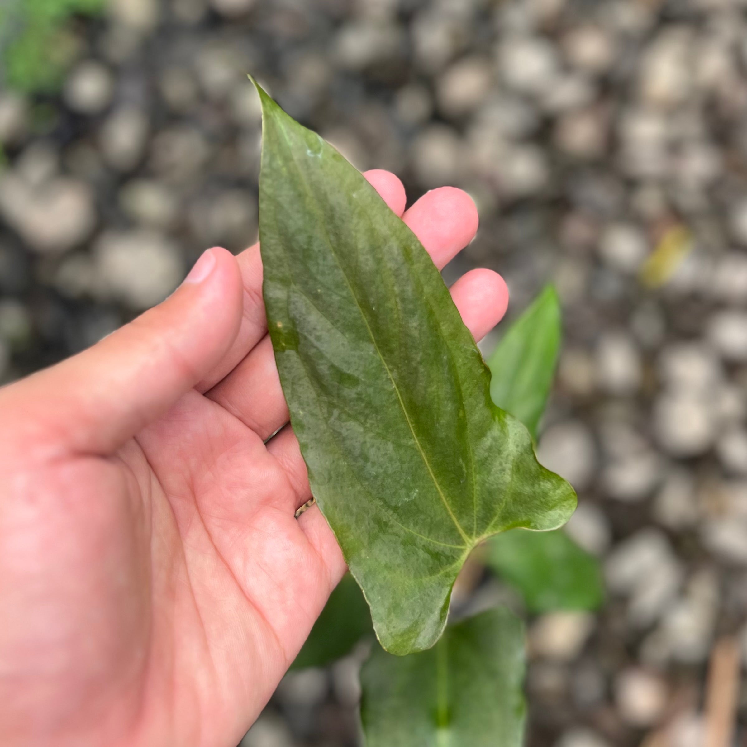 Anthurium Portillae x RL