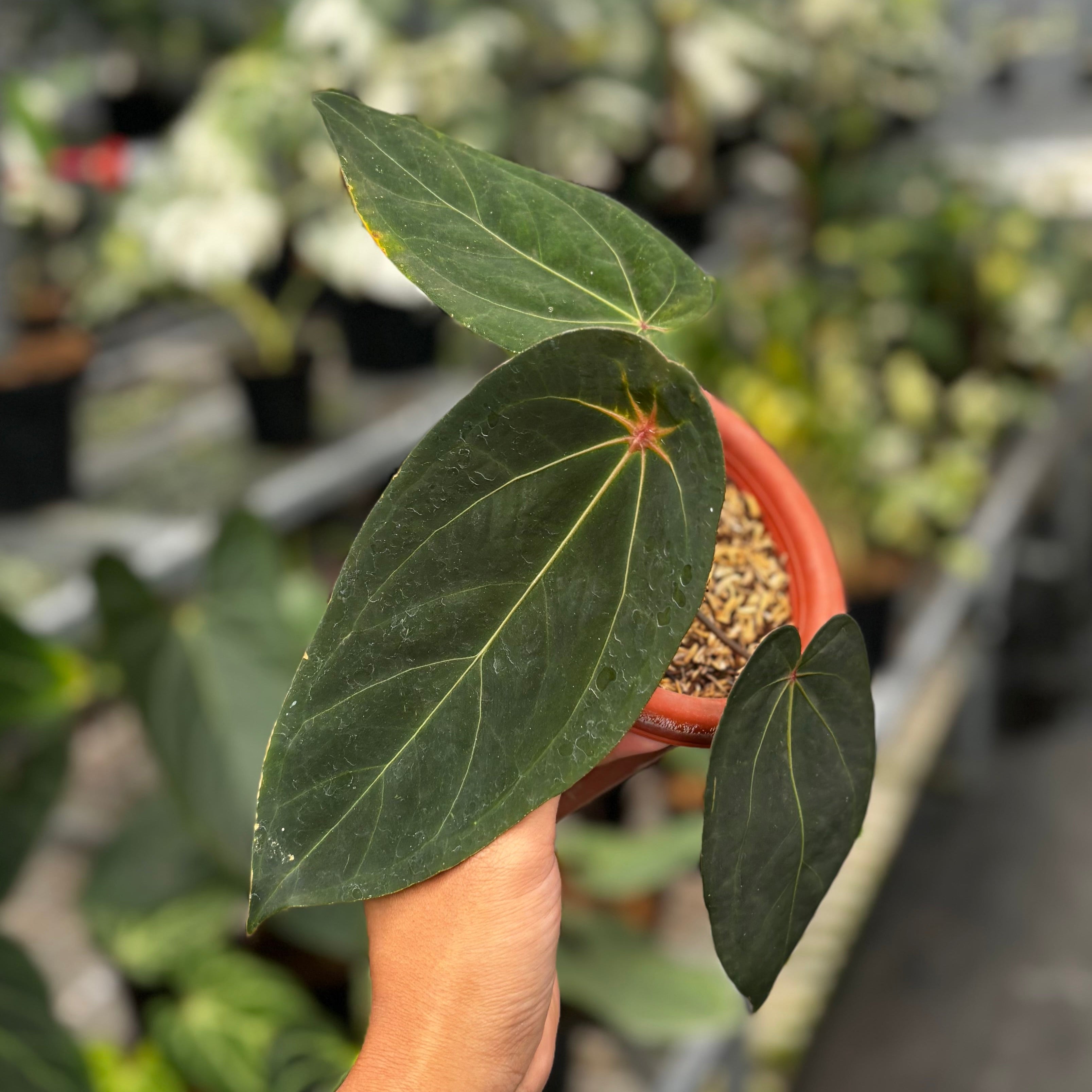 Anthurium Red Spider