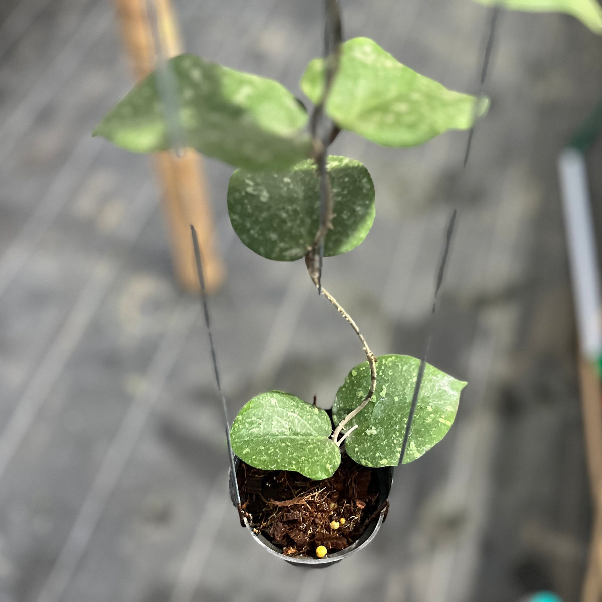 Hoya verticillata 'Lampung' x imbricata