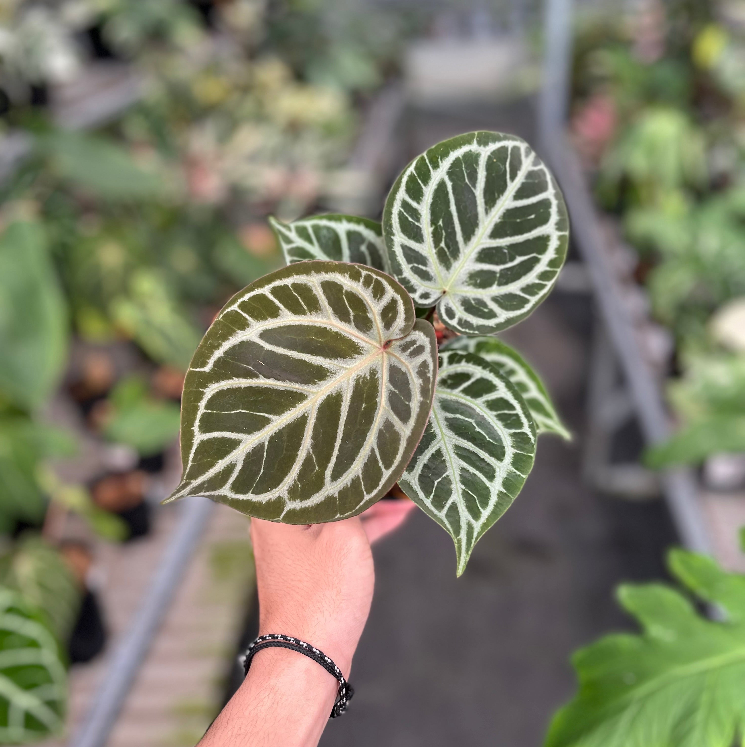 Anthurium red tiger