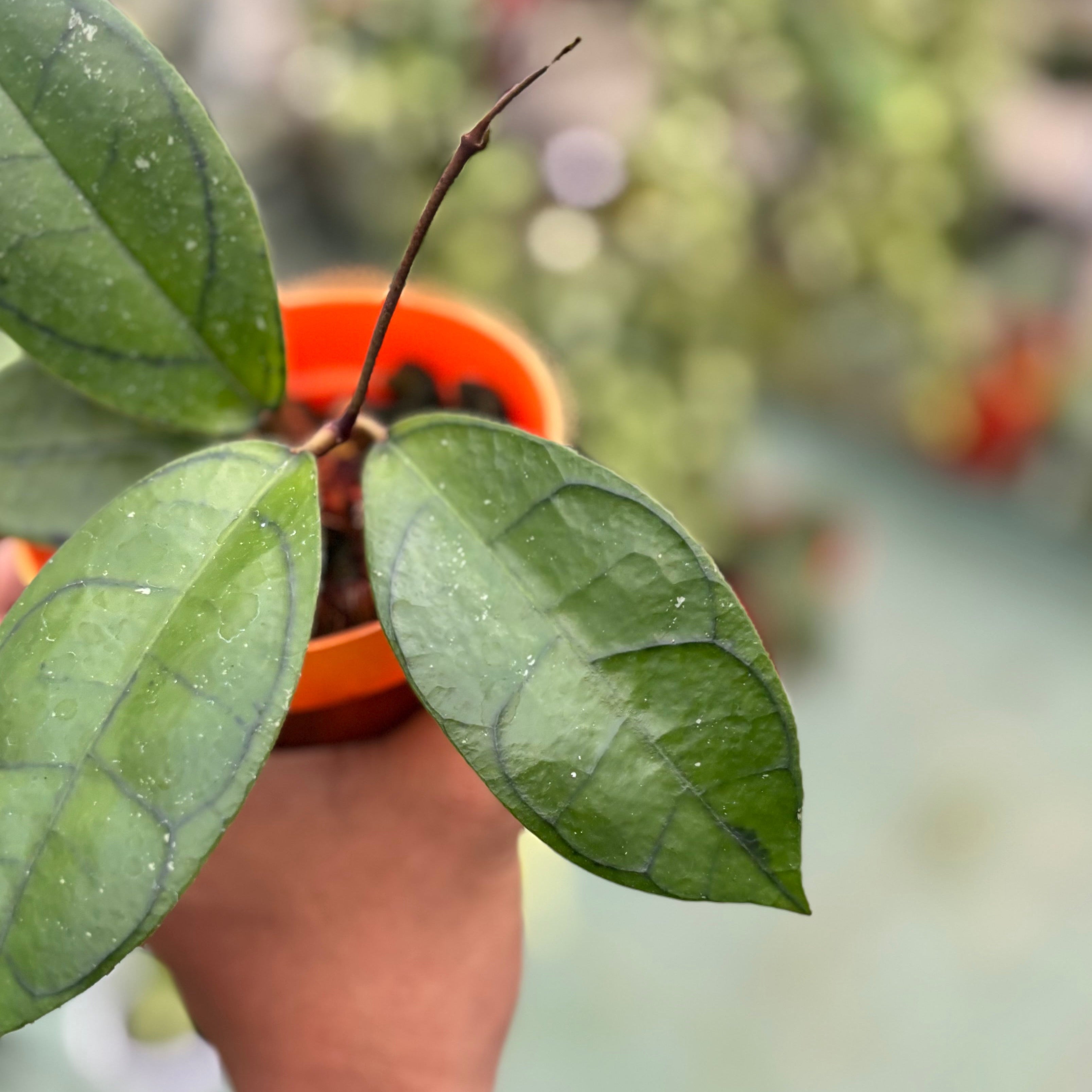 Hoya callistophylla ‘veinless’