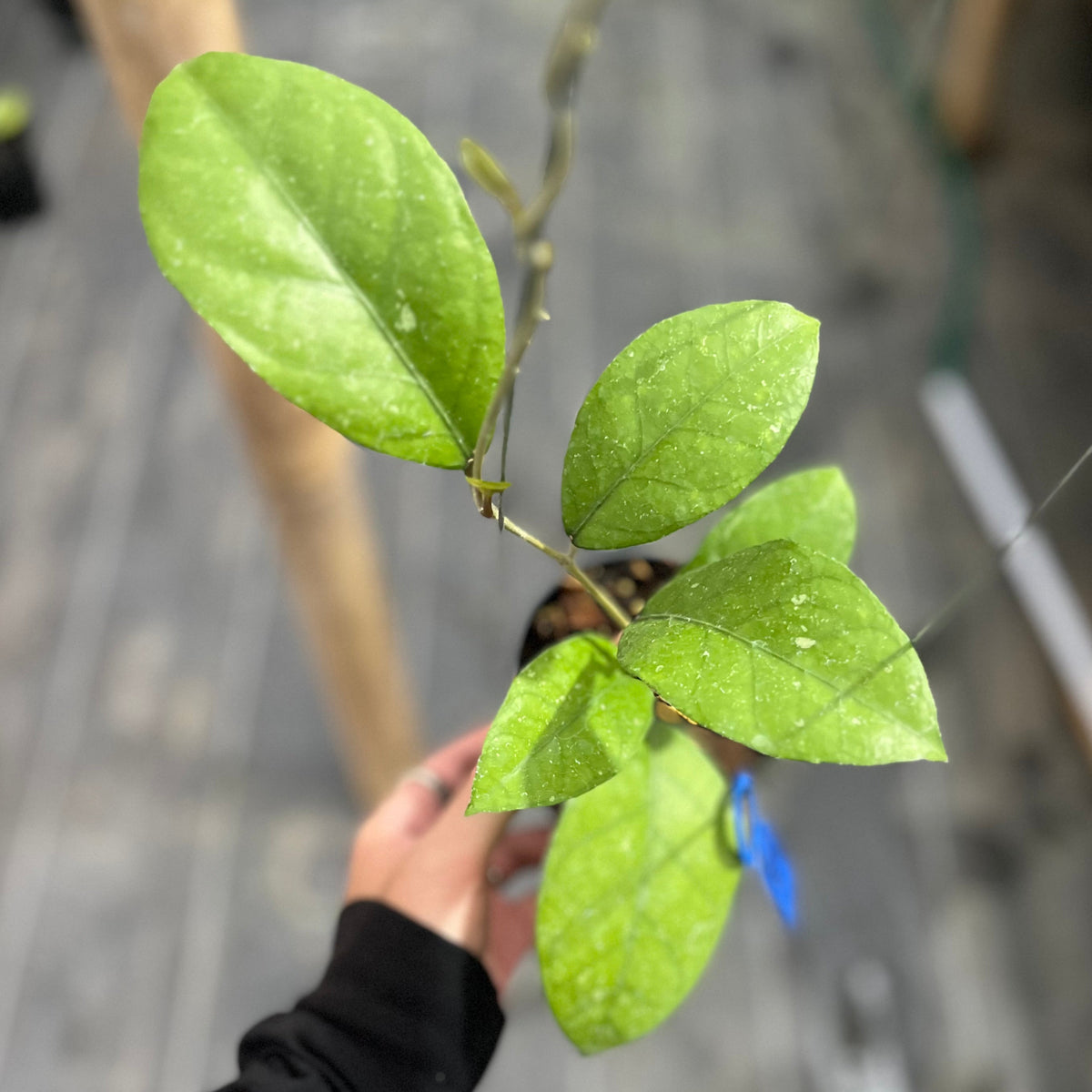 Hoya sp aceh 'rhino skin'