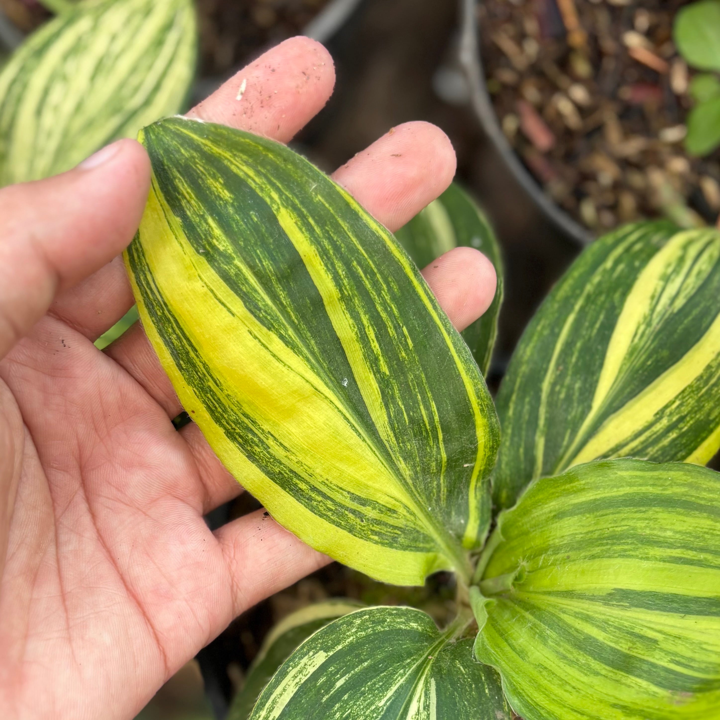 Palisota bracteosa variegated