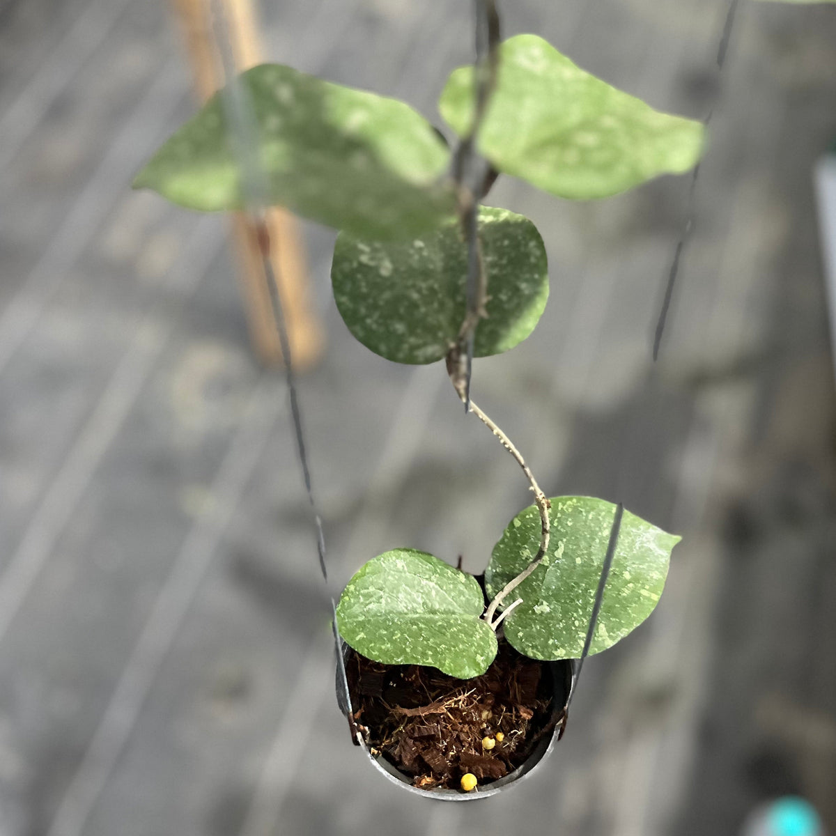 Hoya verticillata 'Lampung' x imbricata