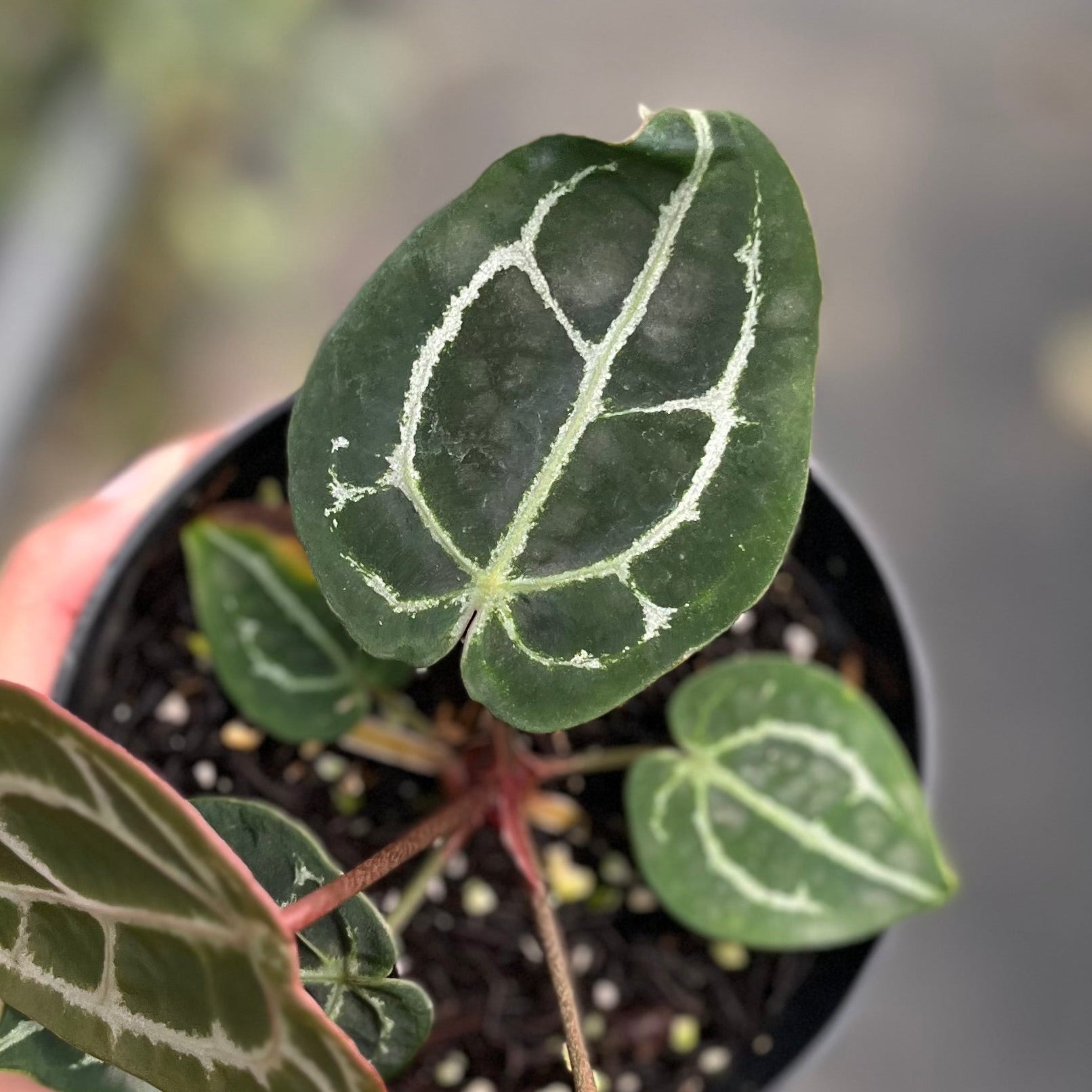 Anthurium forgetii x (michelle x tortoise grey)