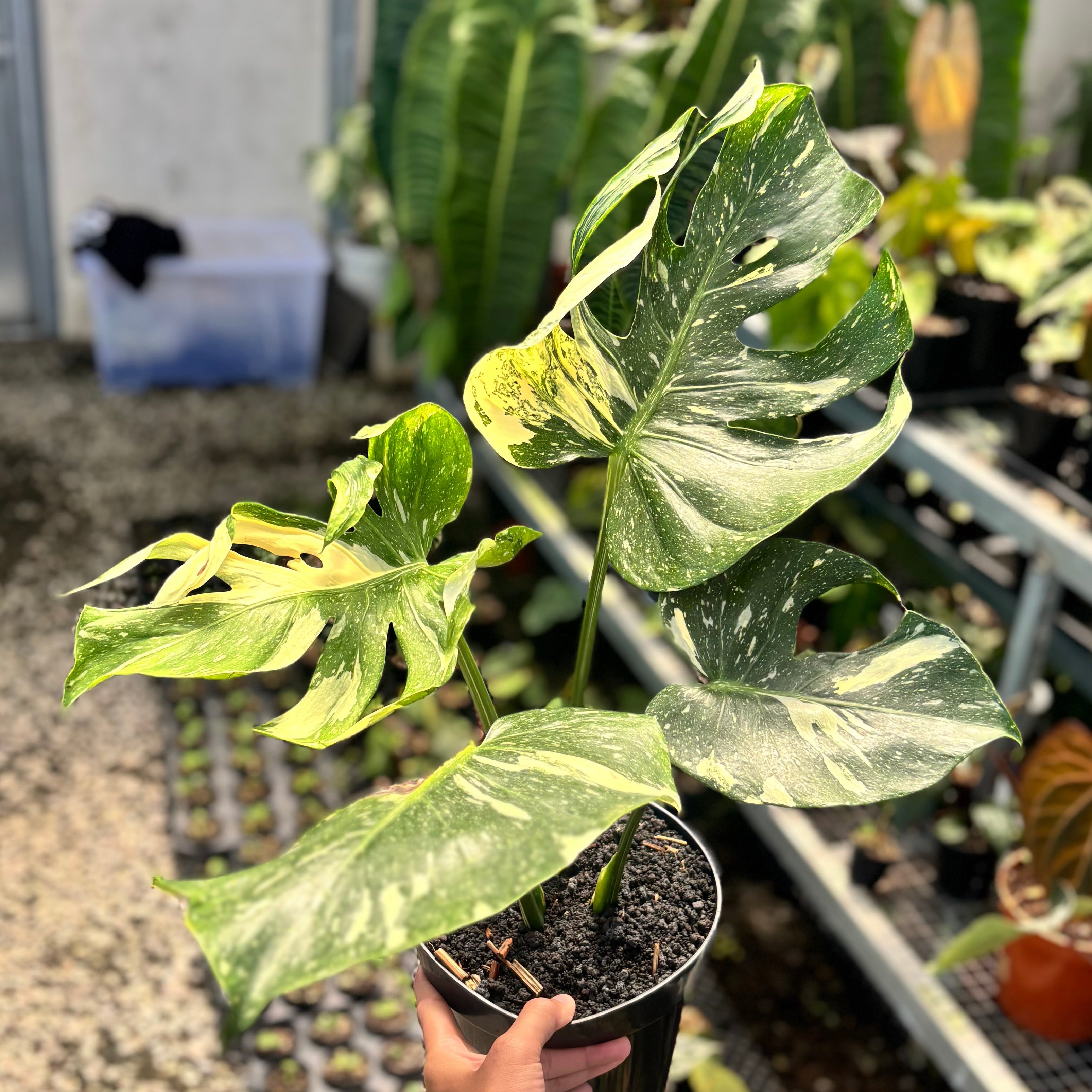 Monstera Medusa Variegated