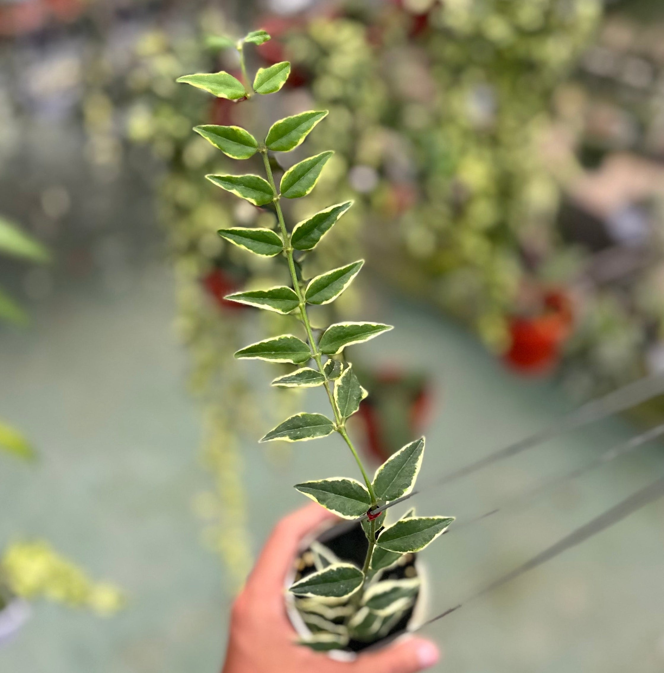 Hoya bella albomarginata