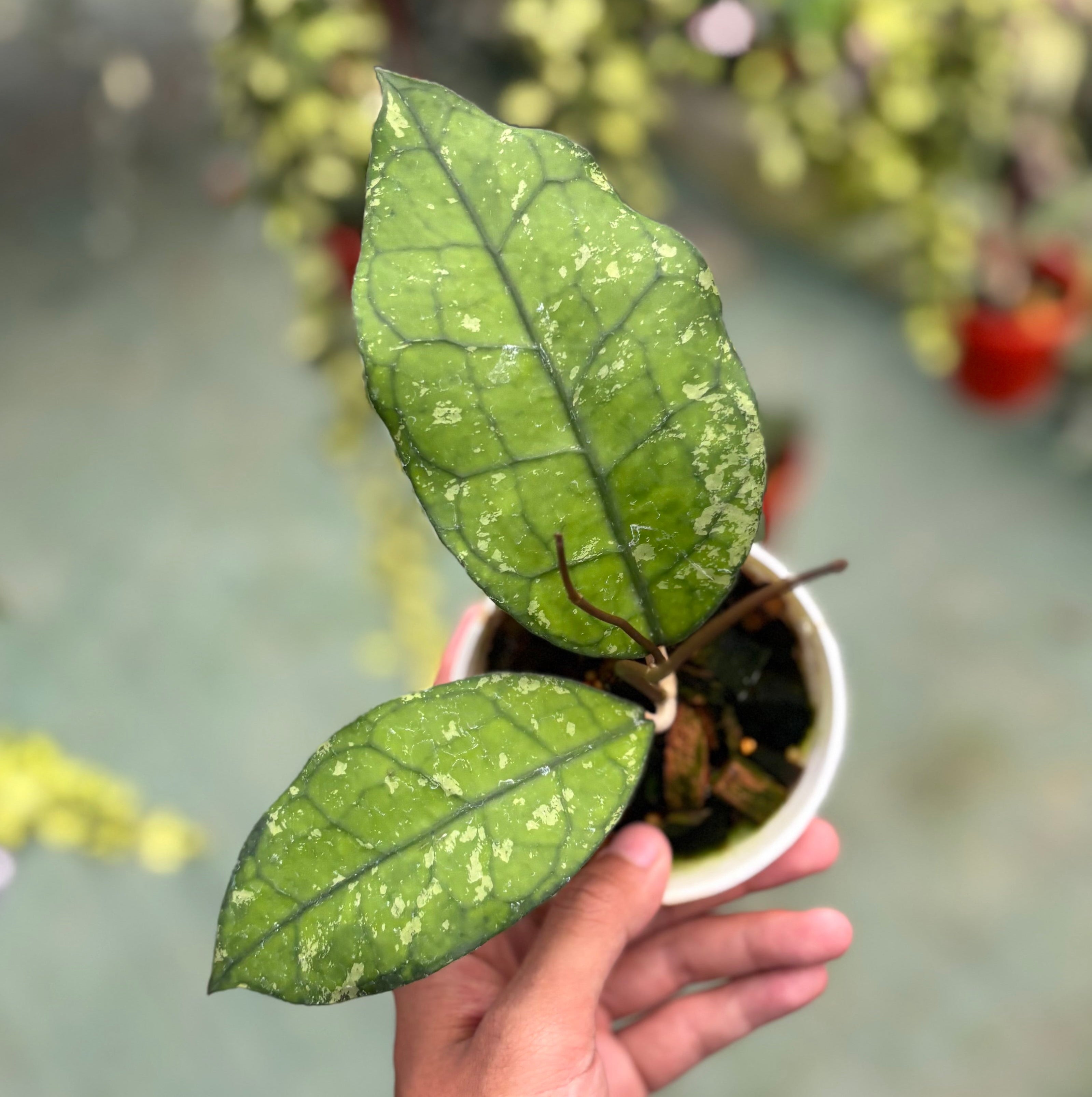 Hoya clemensiorum ‘borneo splash’