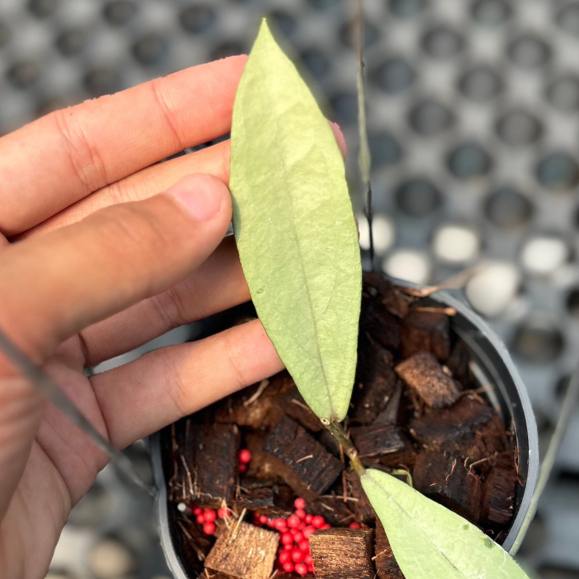 Hoya alena silver (crassipetiolata x rindu rafflesia)