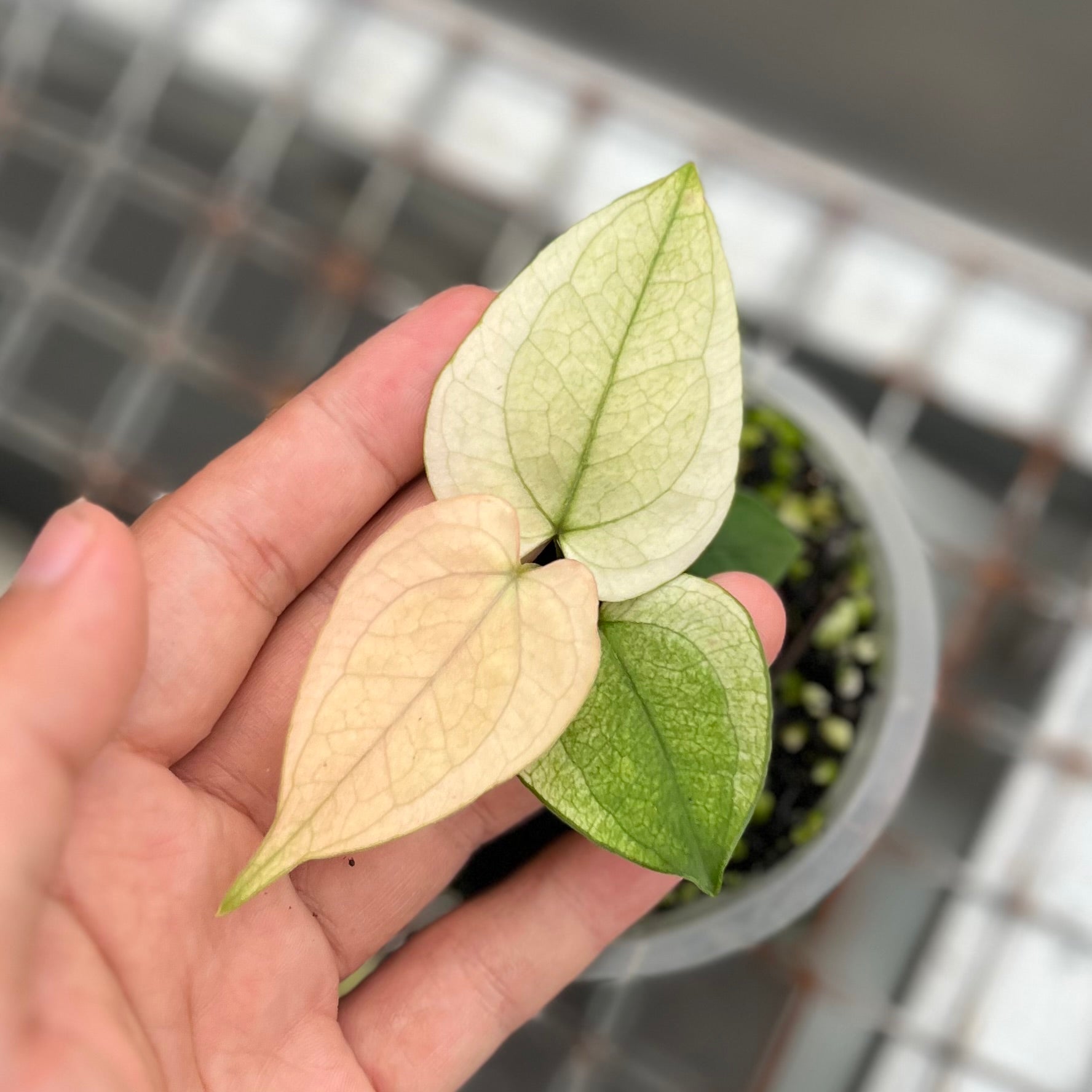 Anthurium silver blush white mint variegated - Seedling