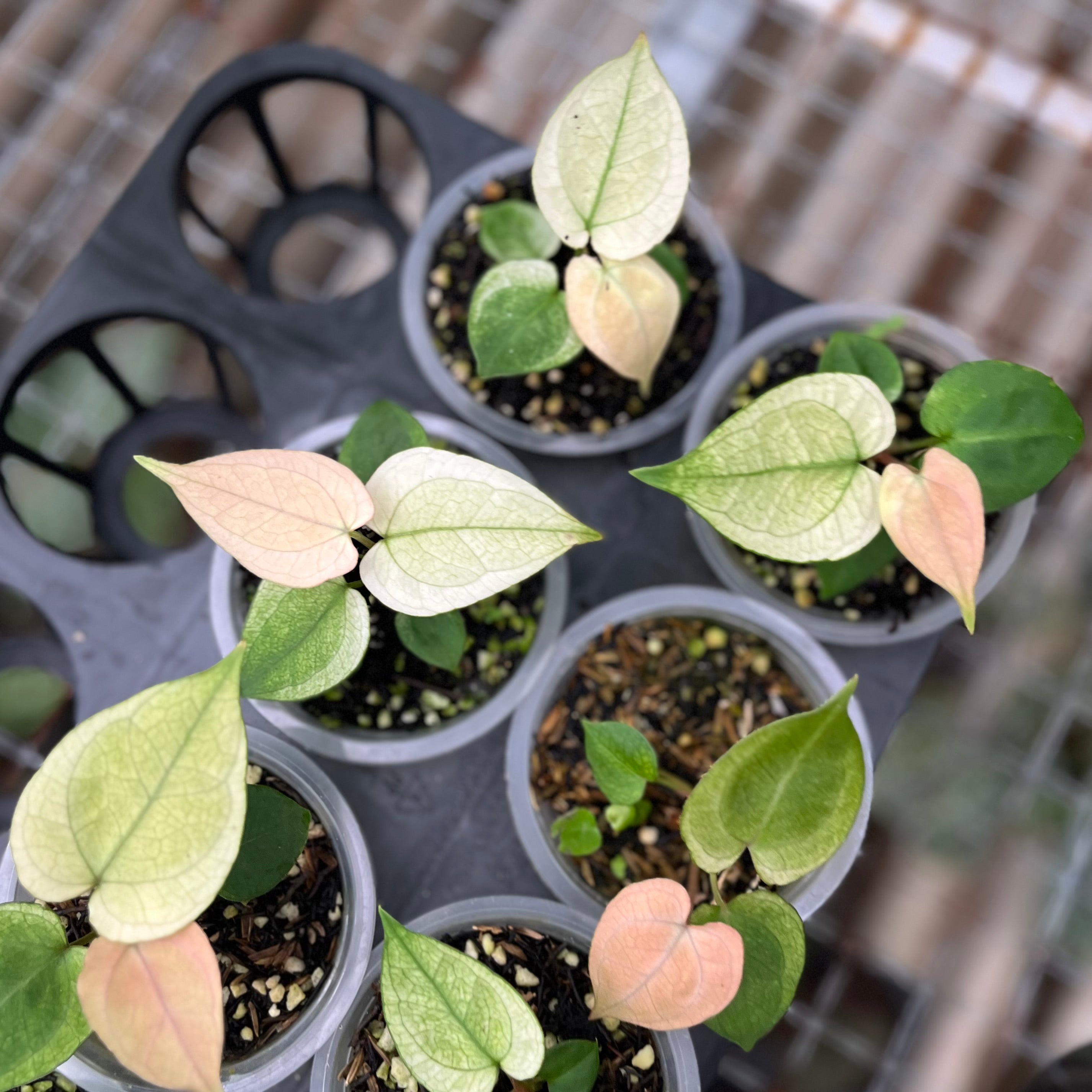 Anthurium silver blush white mint variegated - Seedling