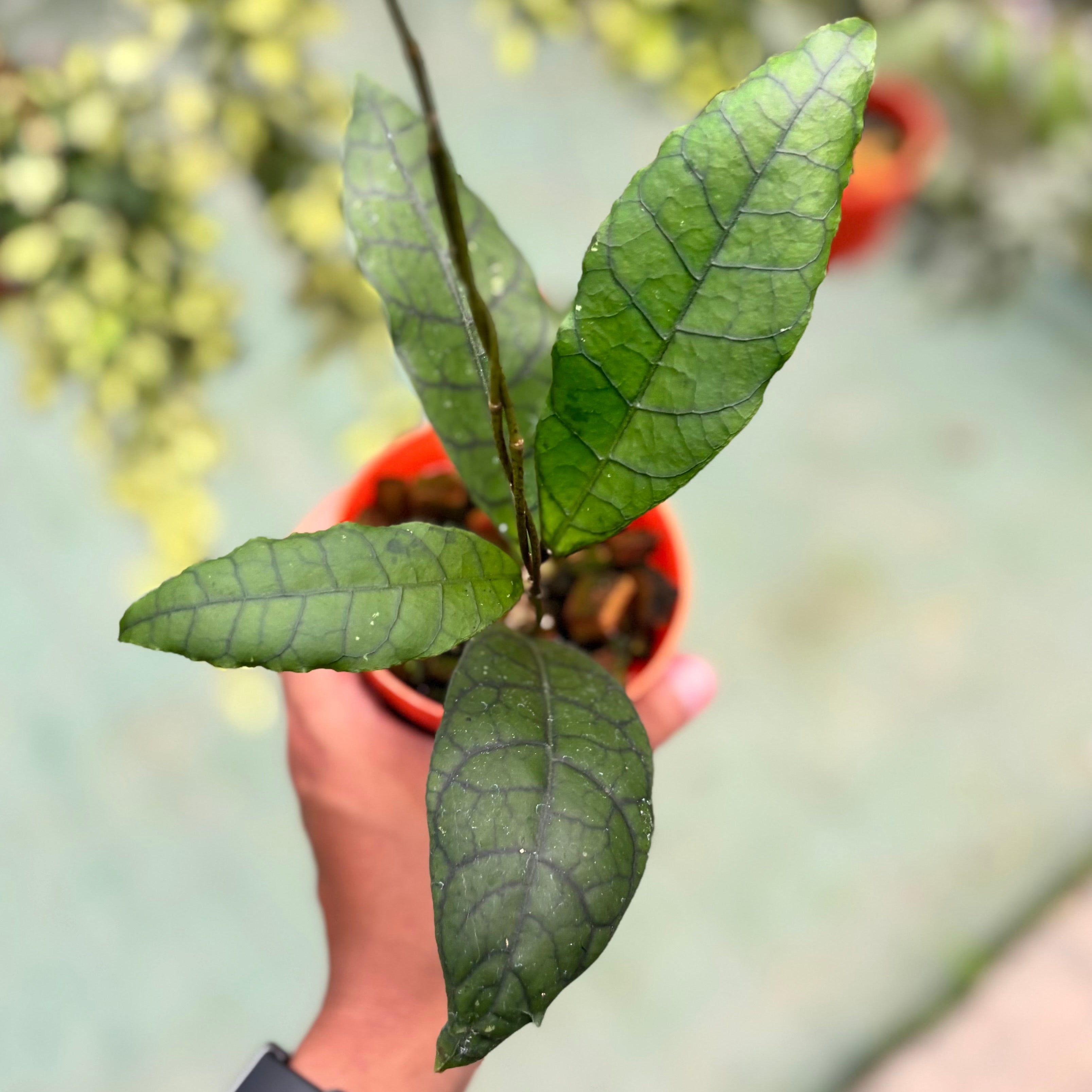 Hoya callistophylla ‘king’