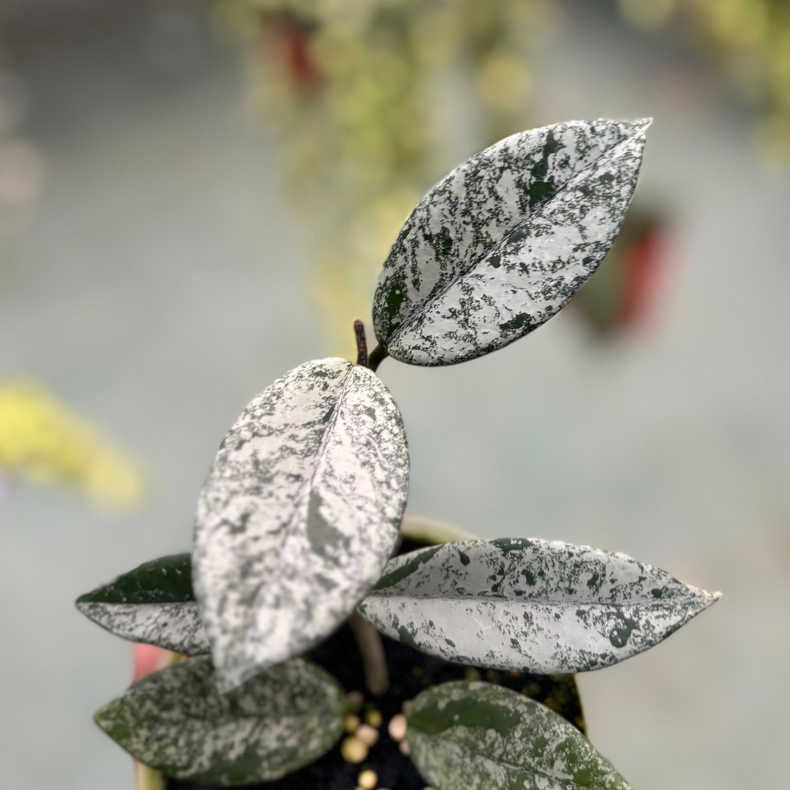 Hoya carnosa ‘stardust’
