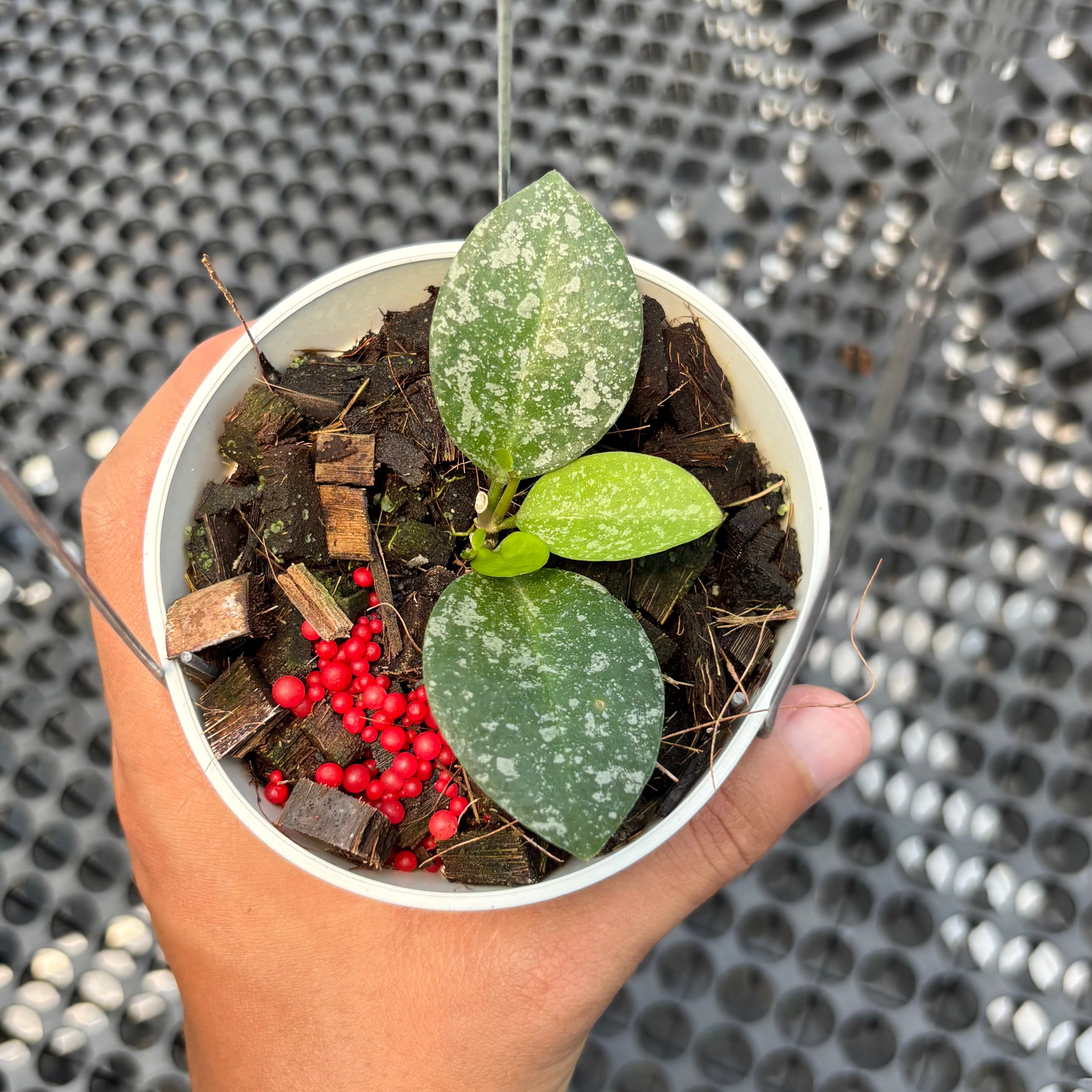 Hoya elliptica x imbricata