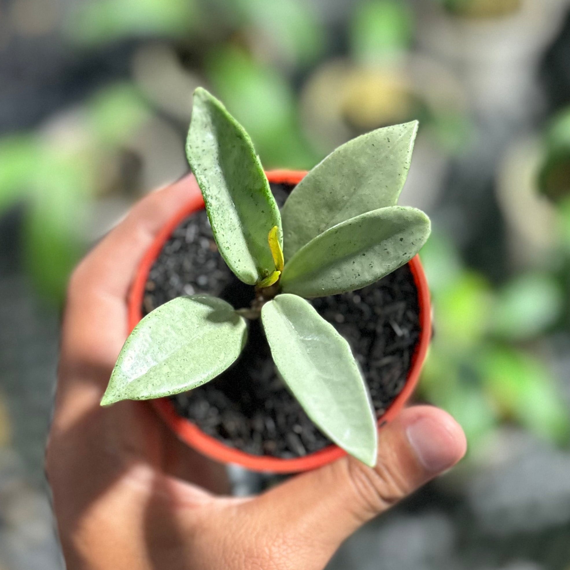 Hoya carnosa wilbur graves silver