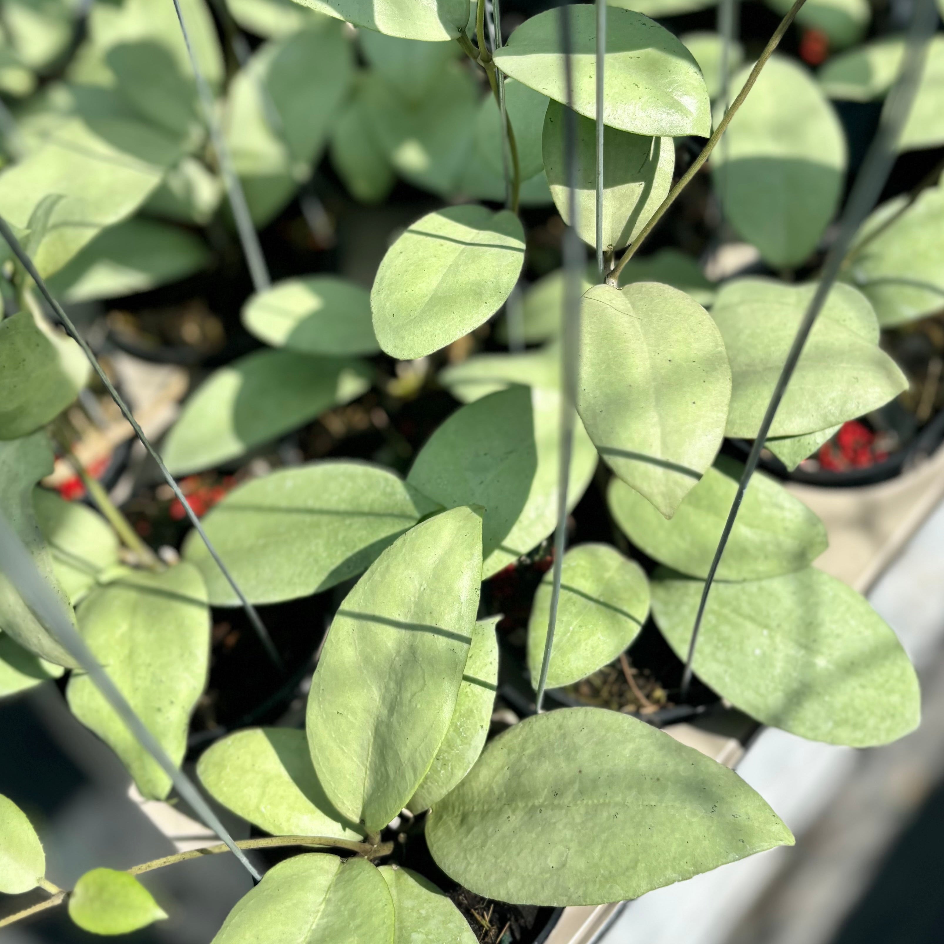 Hoya sp menak sopal