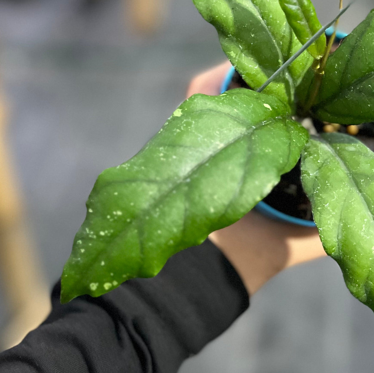 Hoya sp aceh takengon x gunung gading