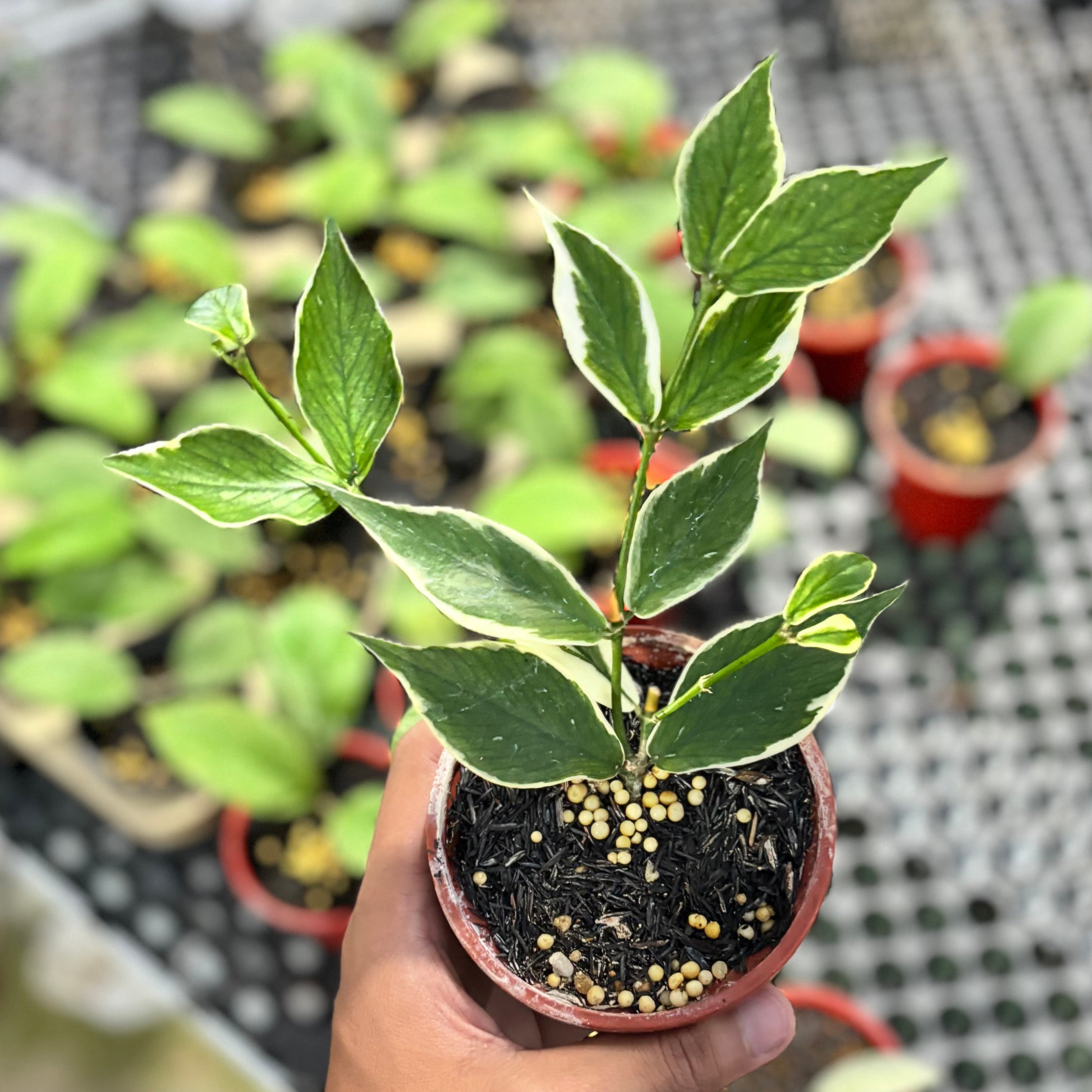 Hoya polyneura albomarginata