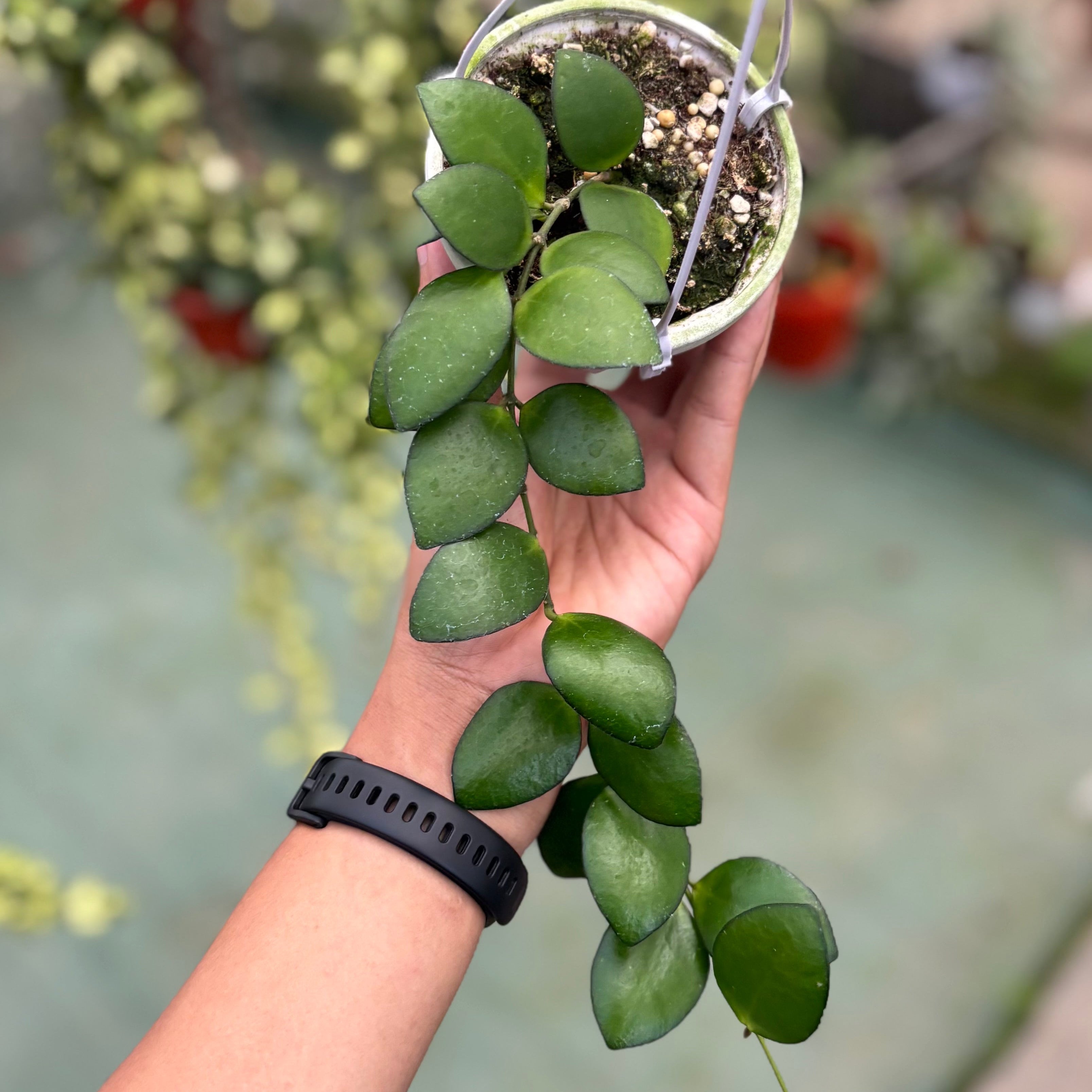 Hoya incurvula green