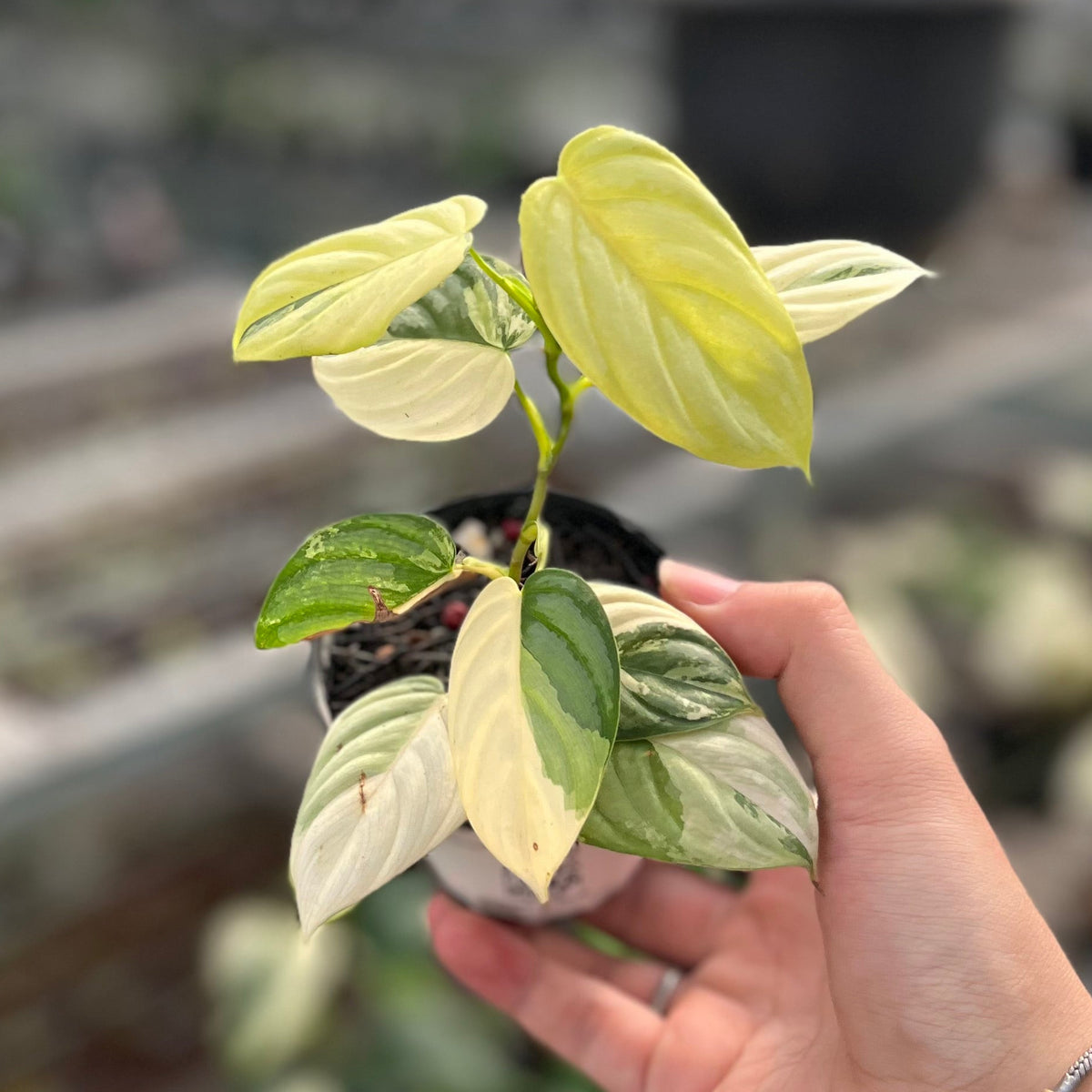 Philodendron brandtianum variegated