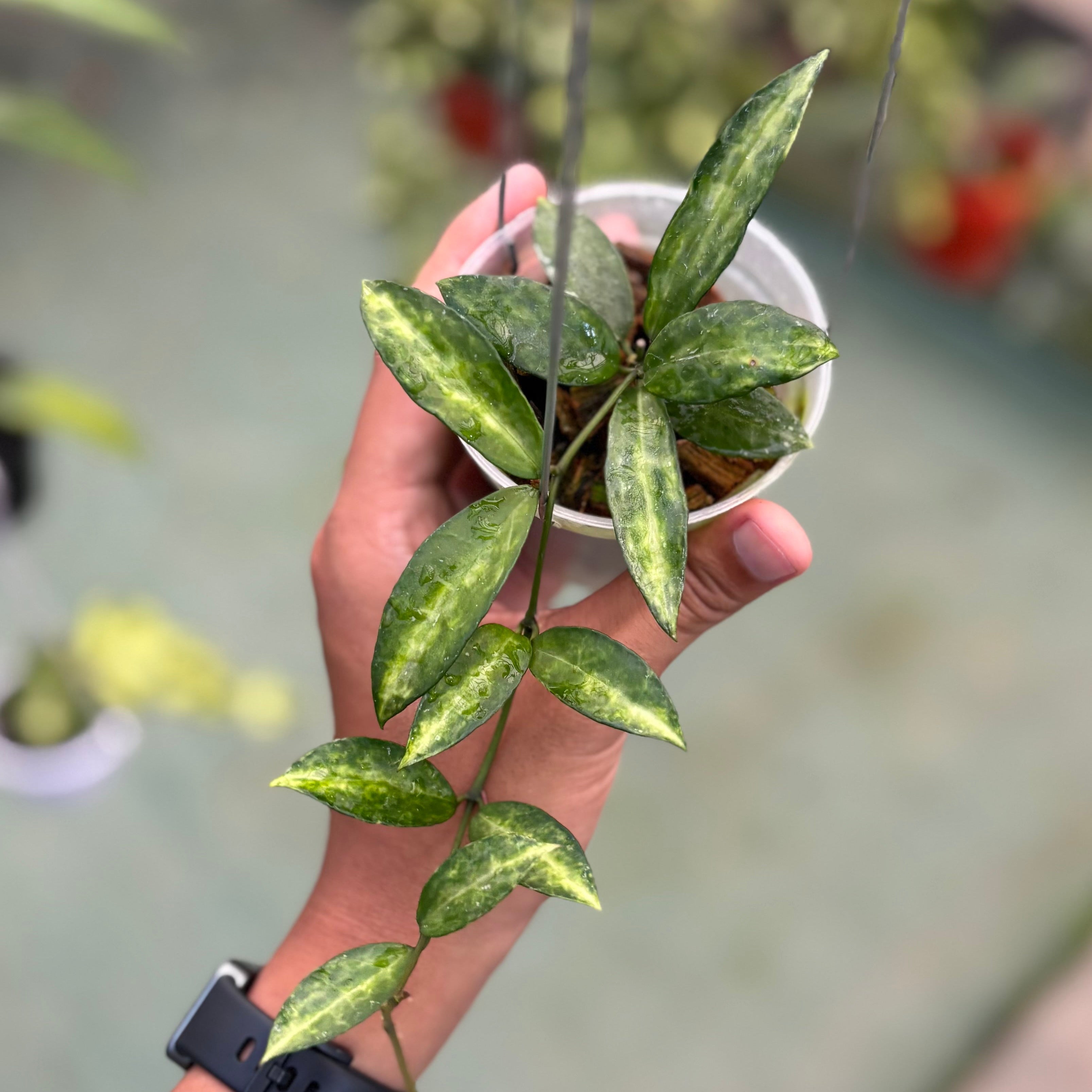 Hoya lacunosa ‘peridot’