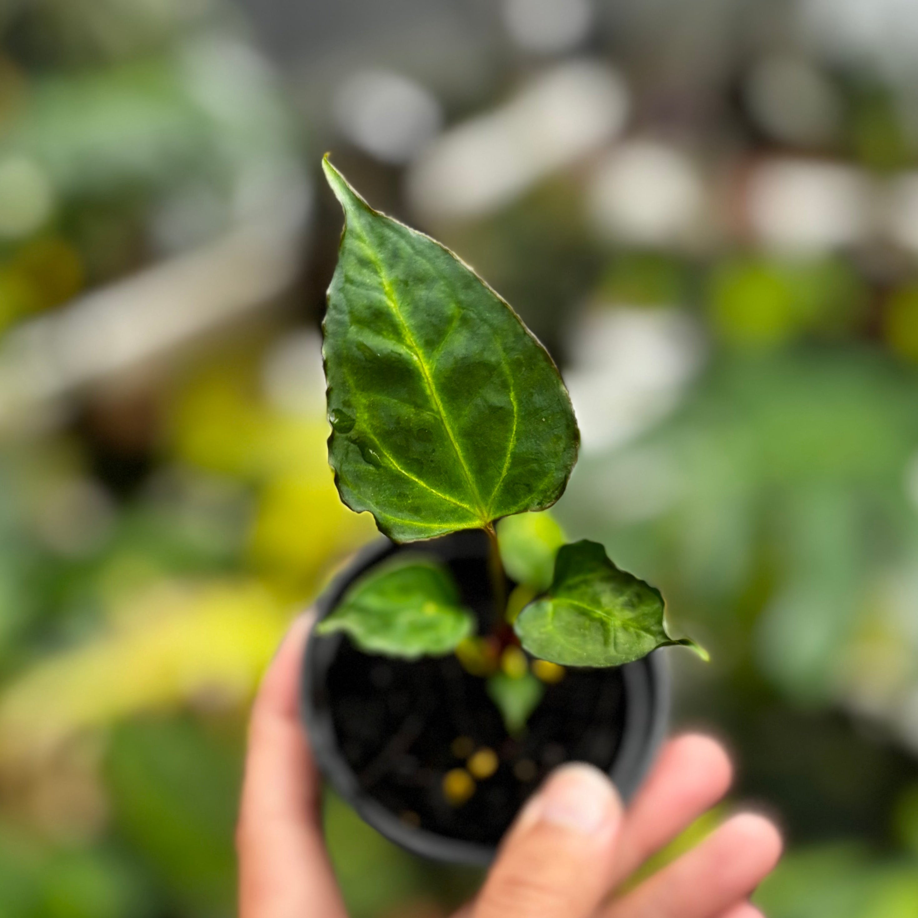 Anthurium (Xone x Porti) x Muchlis