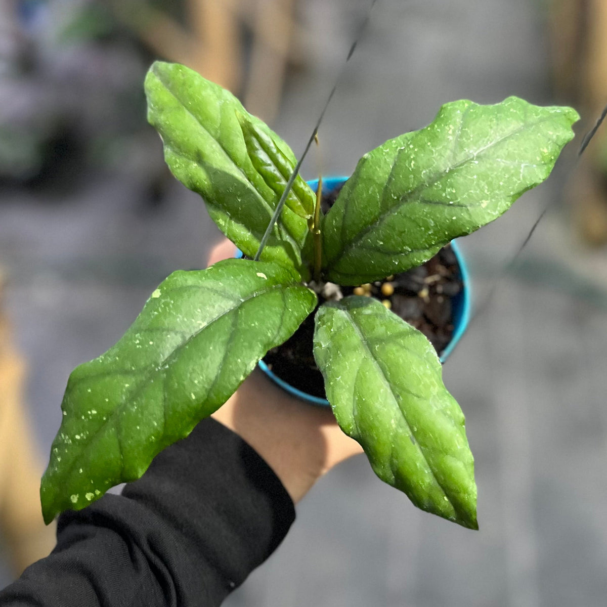 Hoya sp aceh takengon x gunung gading