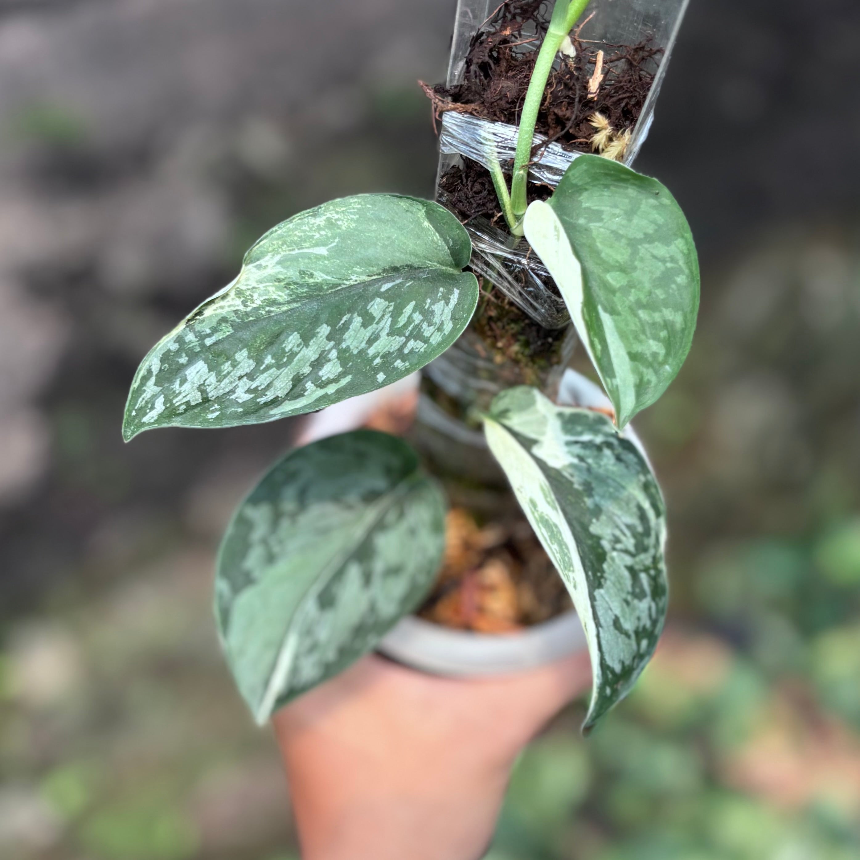 Scindapsus exotica albo variegated