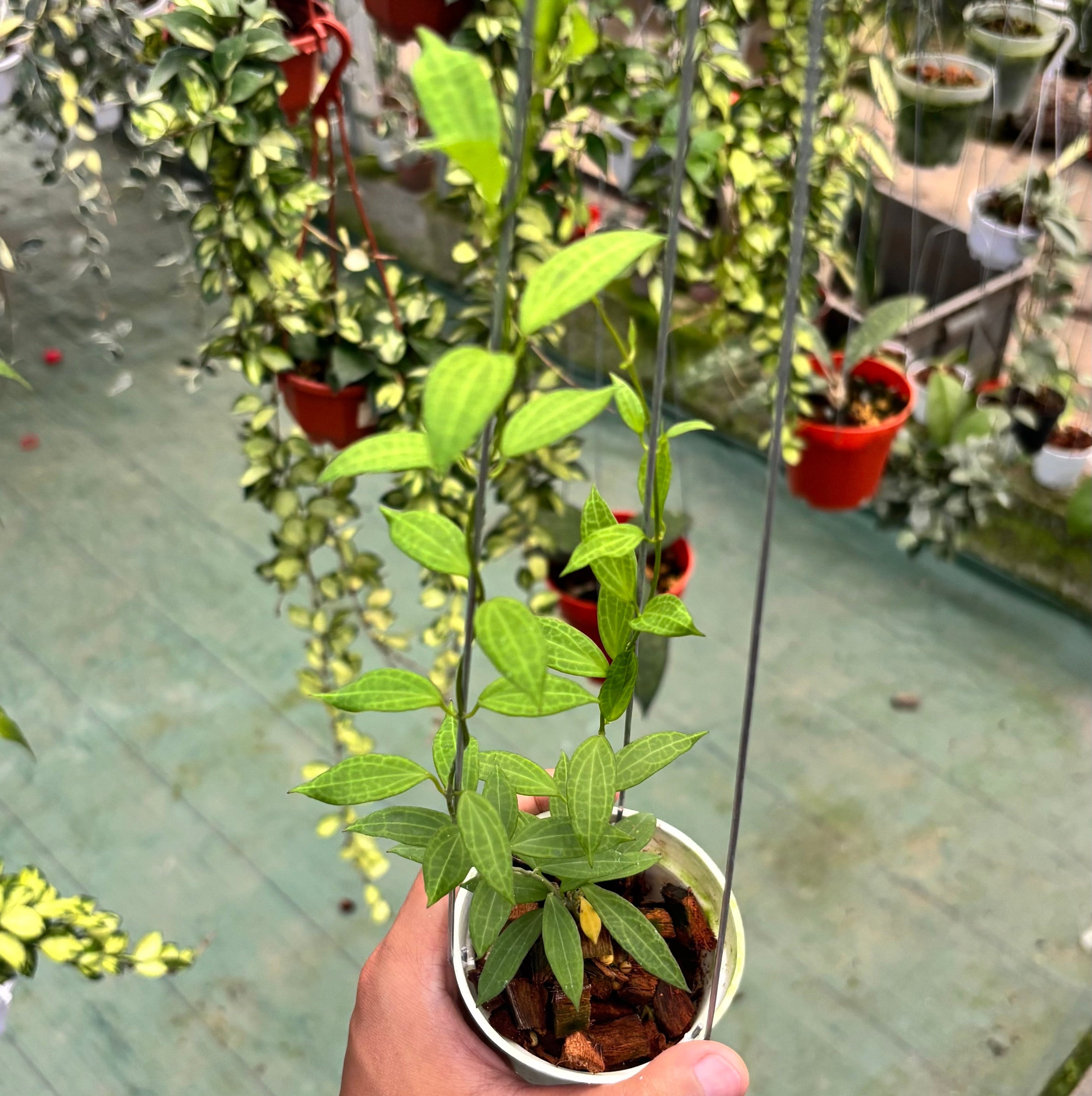 Hoya microdwarf